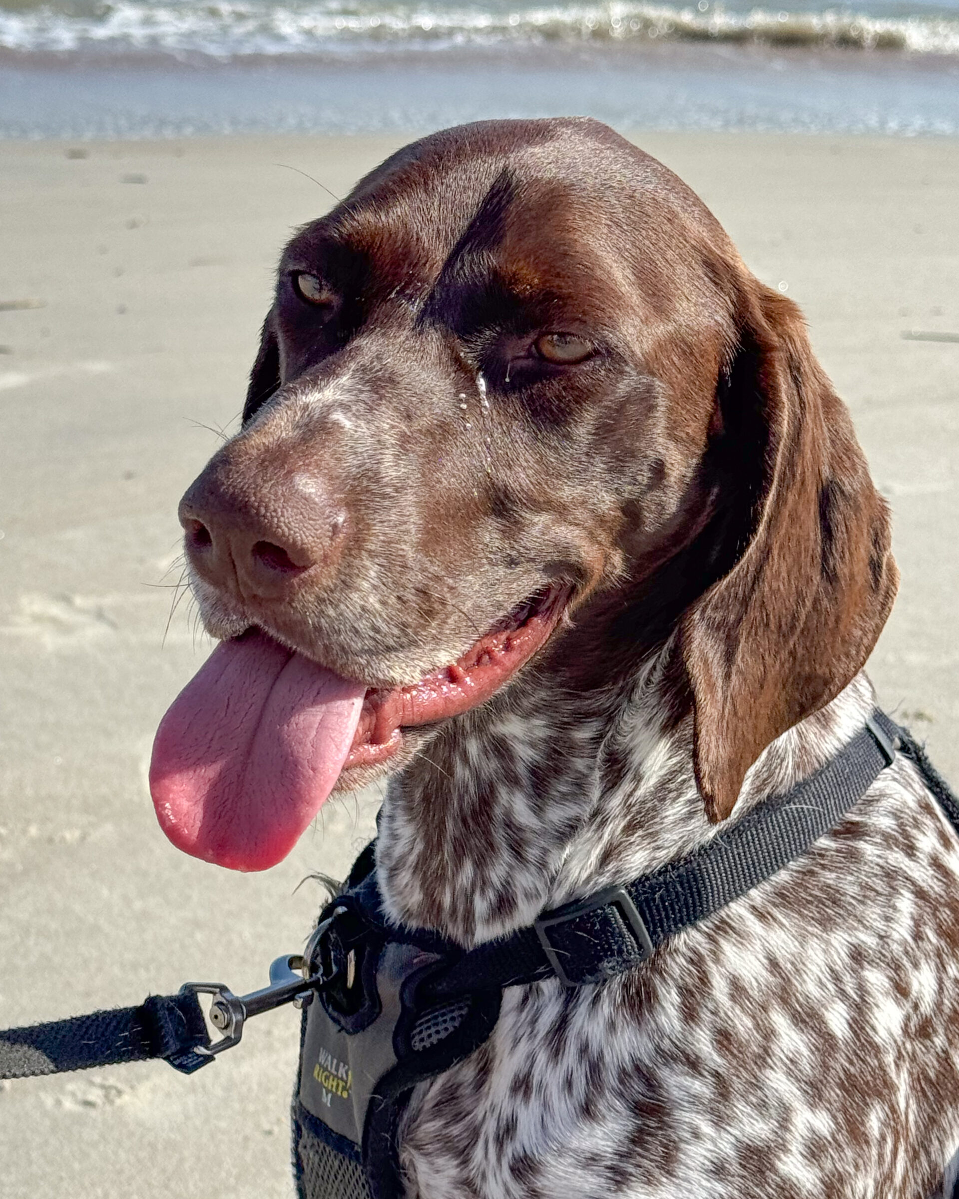 german-shorthaired-pointer-dog-beach-4