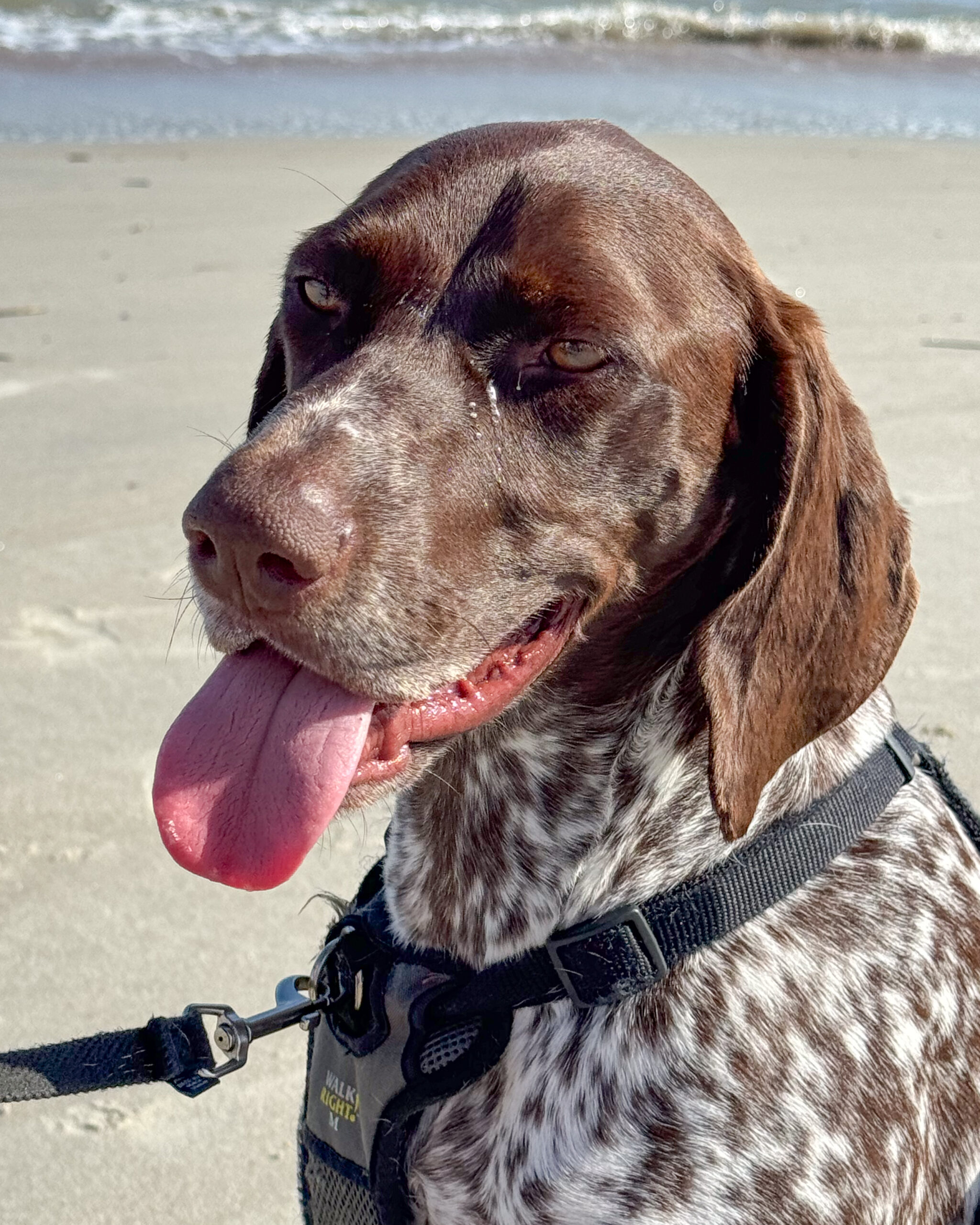 German shorthaired pointer dog, beach 4 artist reference photo