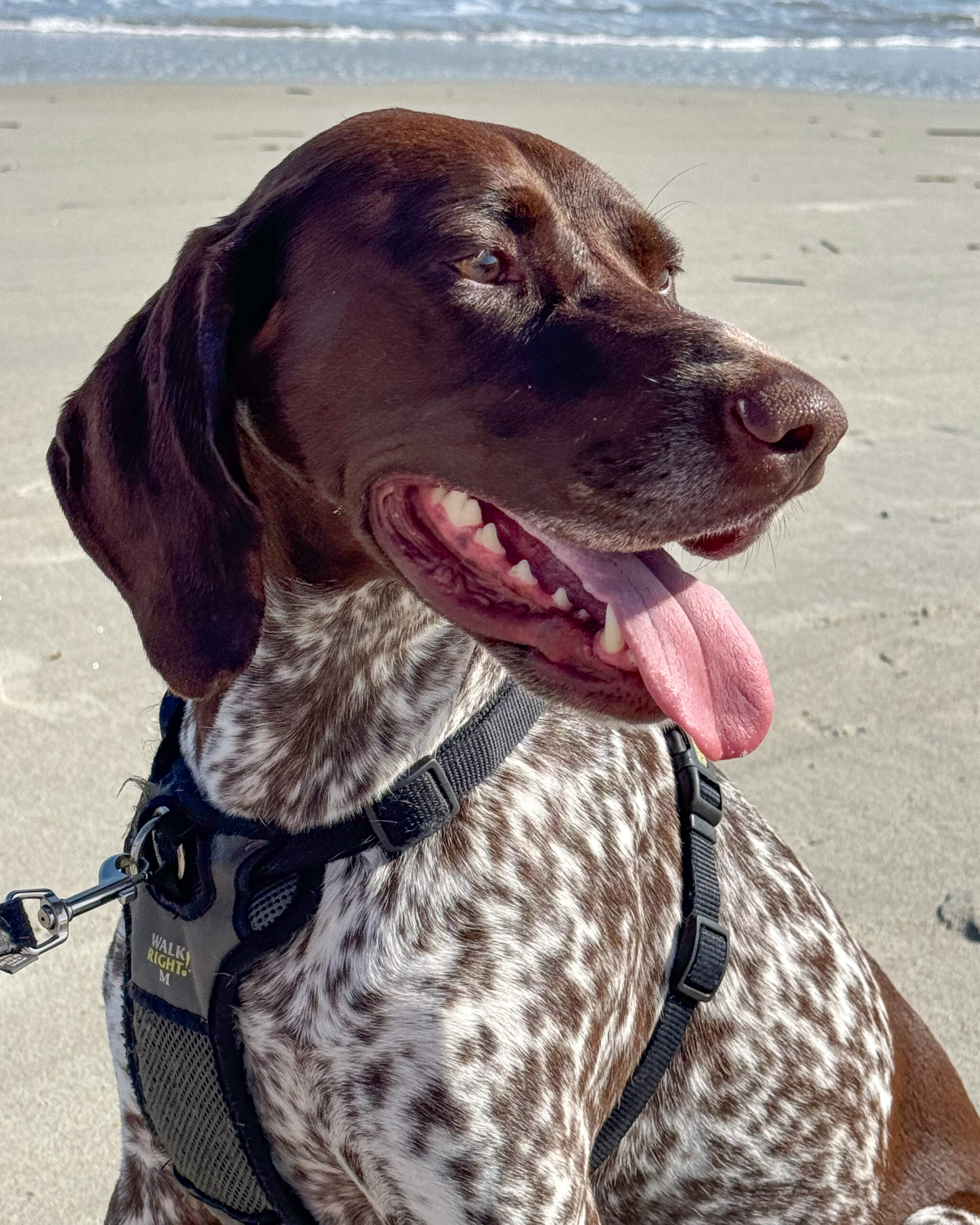 German shorthaired pointer dog, beach 5 artist reference photo