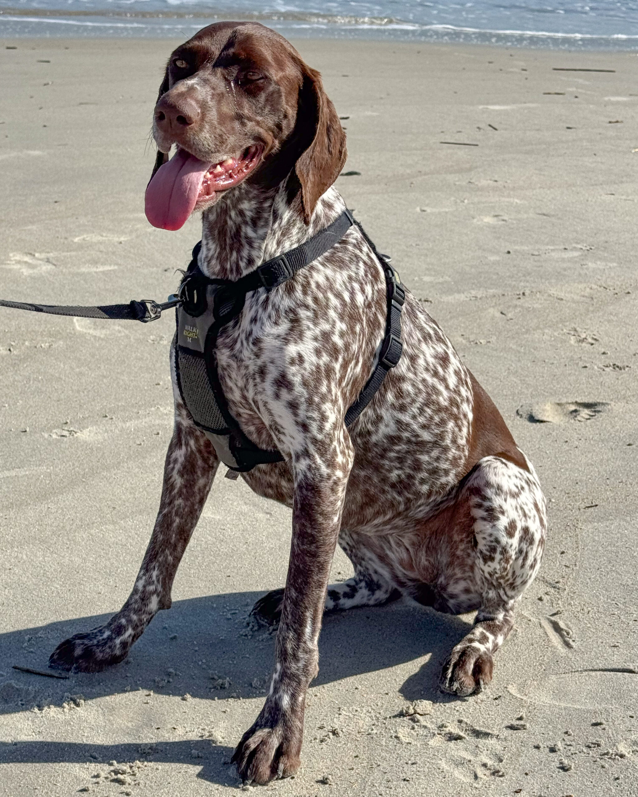 German shorthaired pointer dog, beach 6 artist reference photo