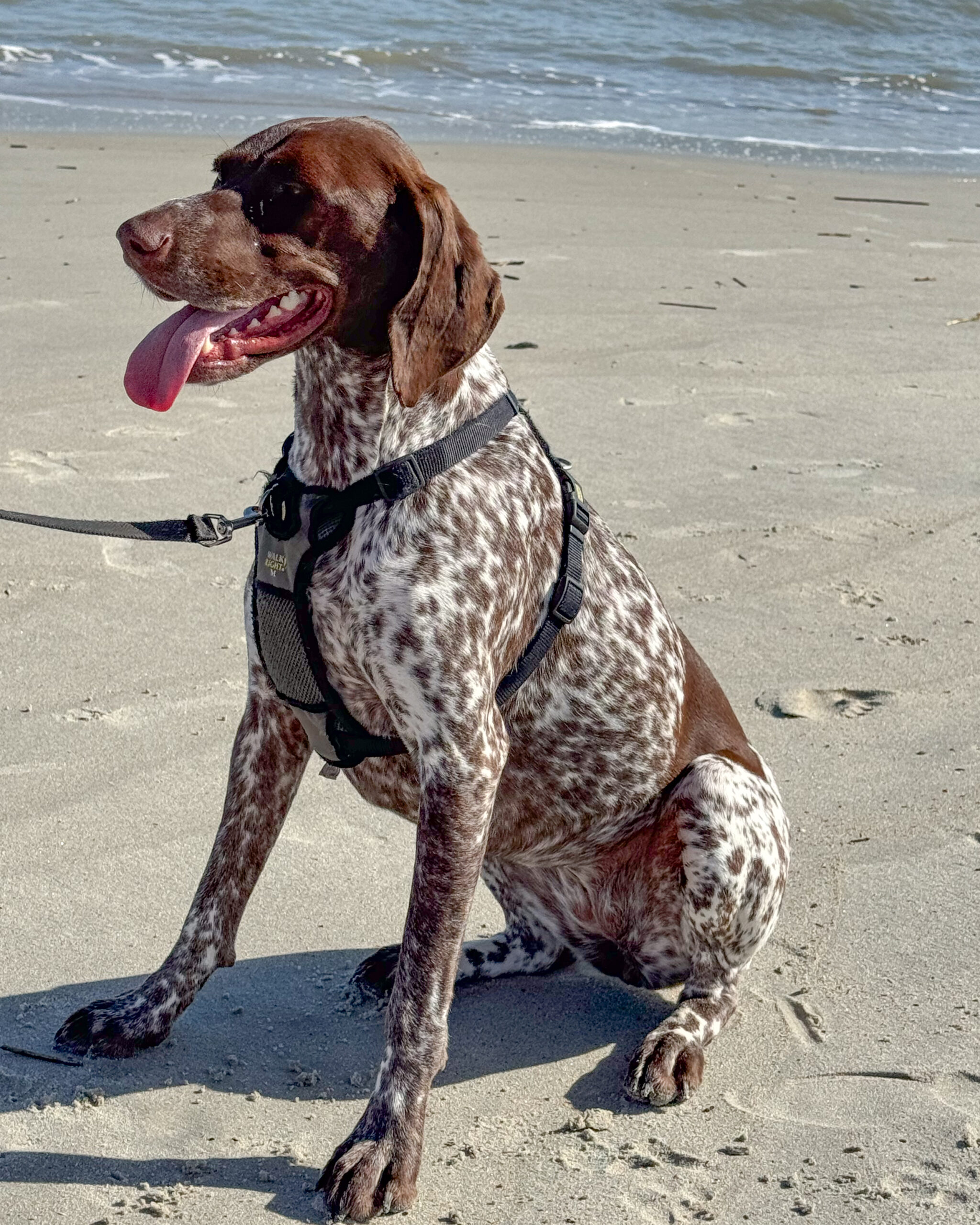 German shorthaired pointer dog, beach 7 artist reference photo