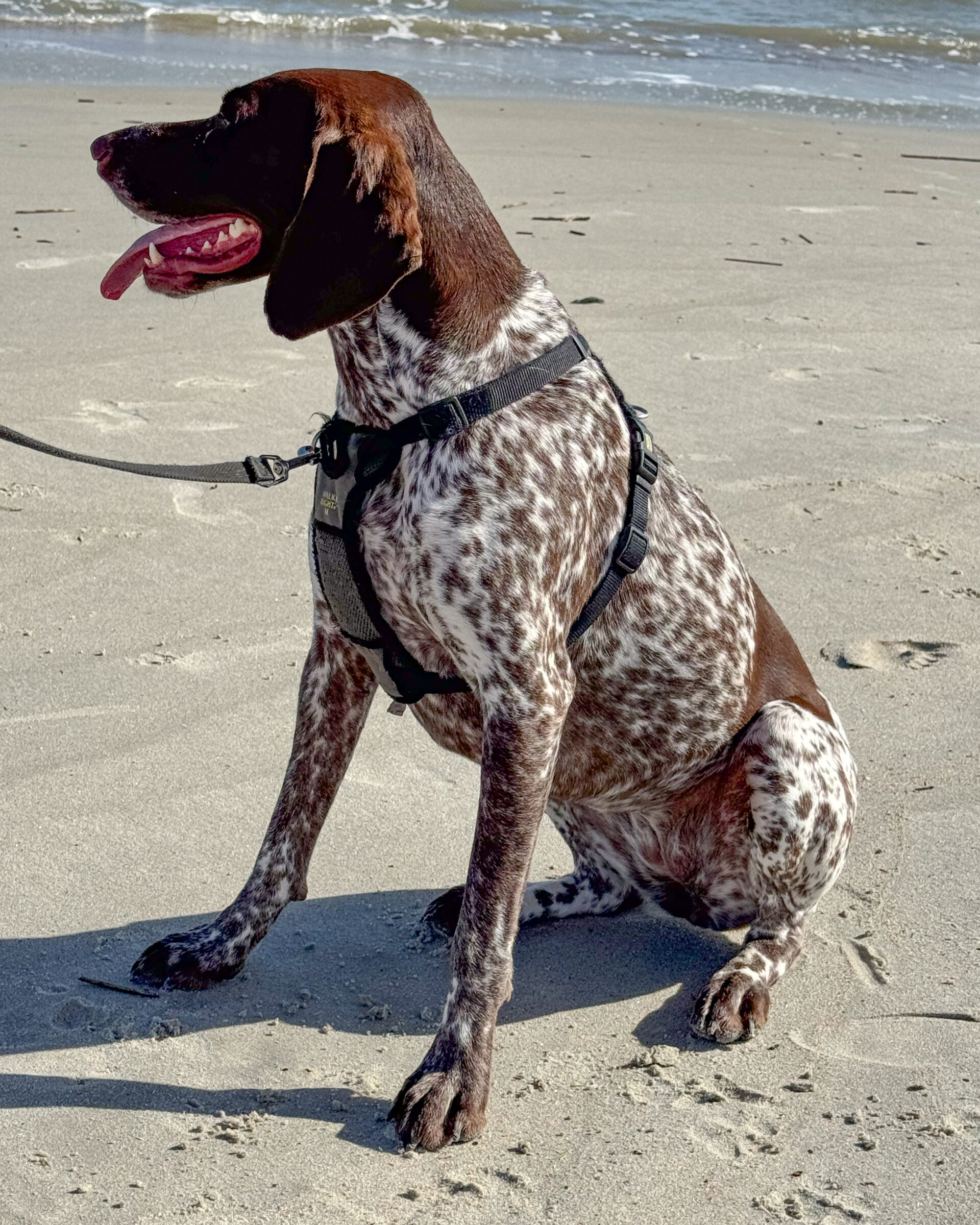 german-shorthaired-pointer-dog-beach-8