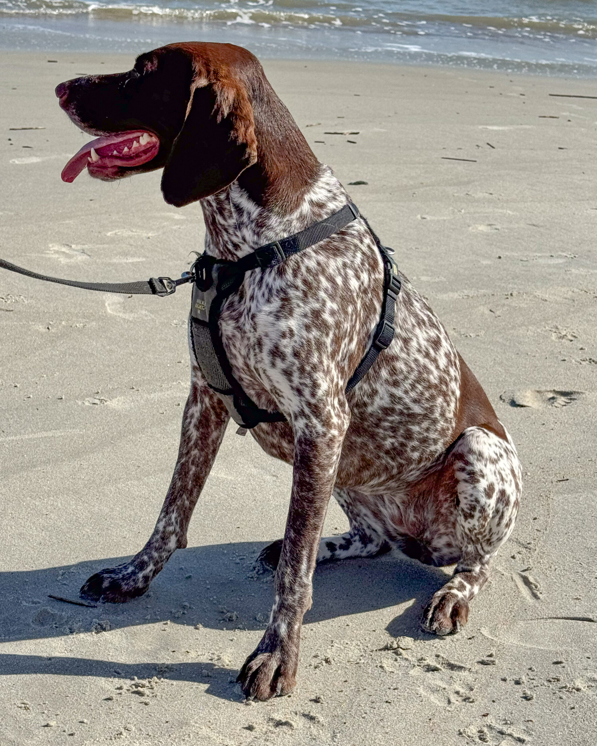 German shorthaired pointer dog, beach 8 artist reference photo