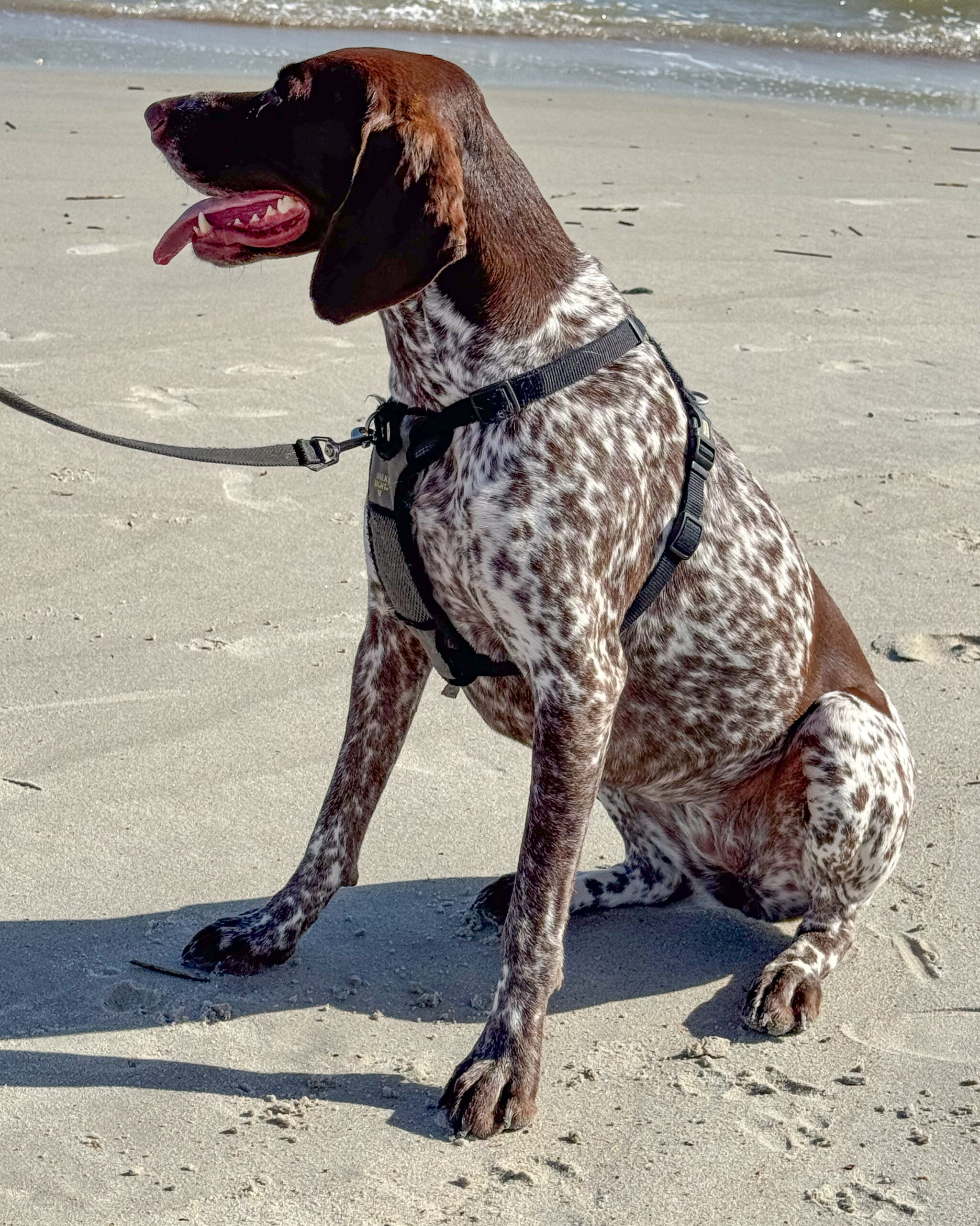 German shorthaired pointer dog, beach 9 artist reference photo