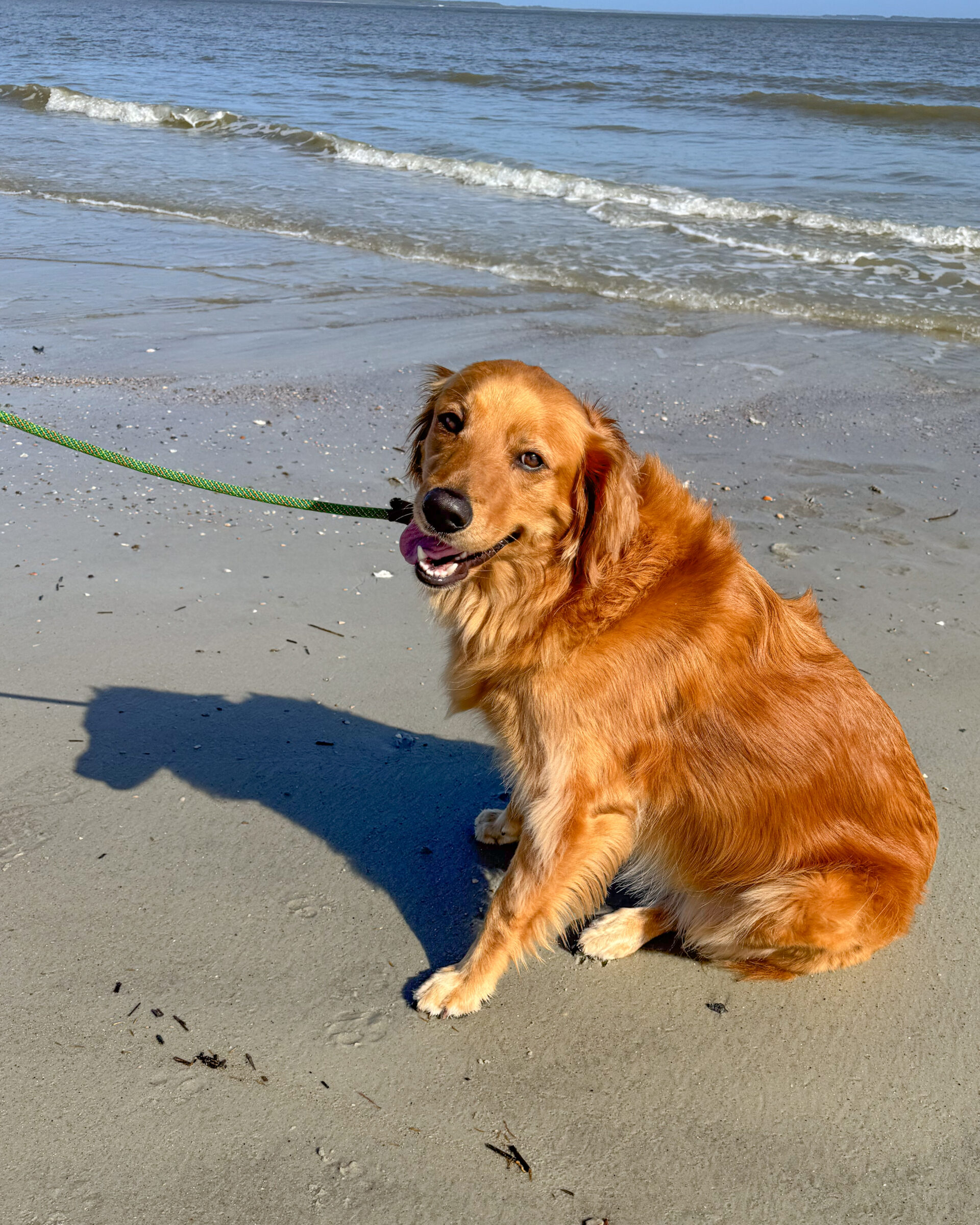 golden-retriever-dog-beach