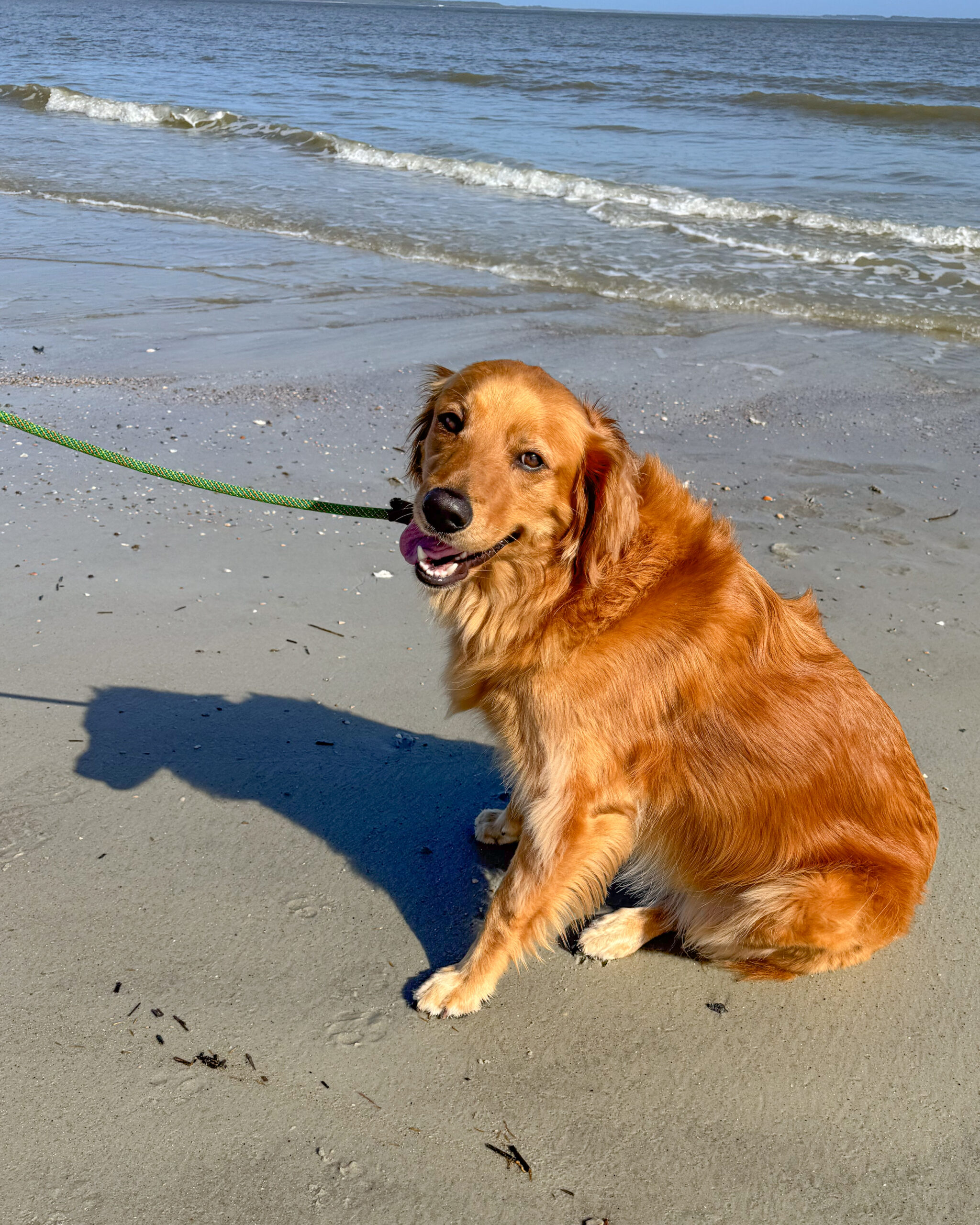 golden retriever dog, beach artist reference photo