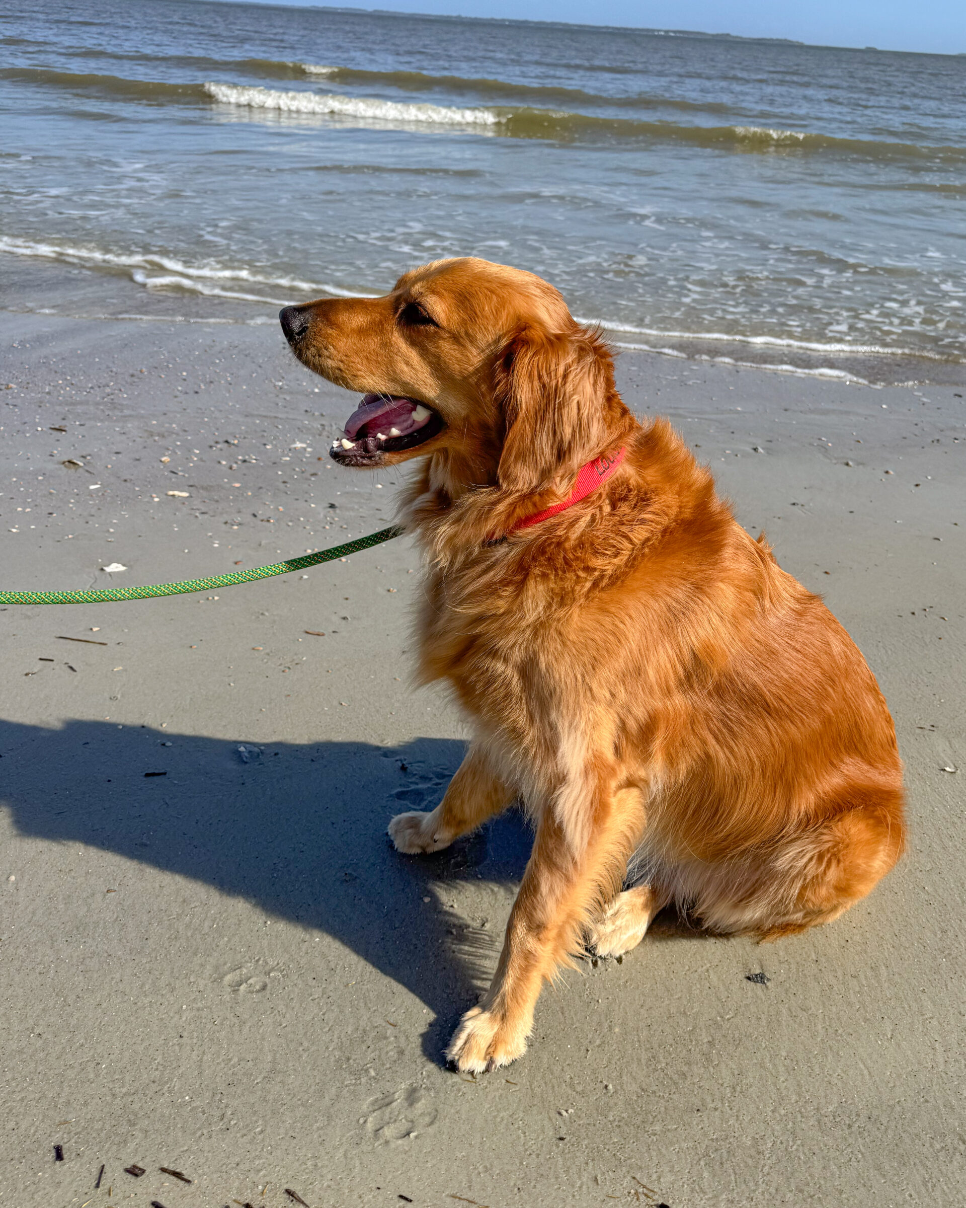 golden-retriever-dog-beach-2