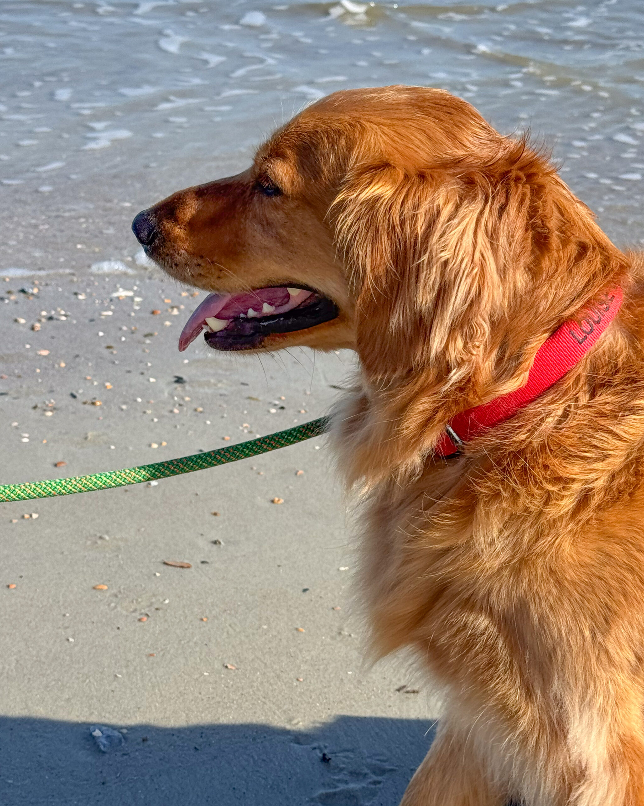 golden retriever dog, beach 3 artist reference photo