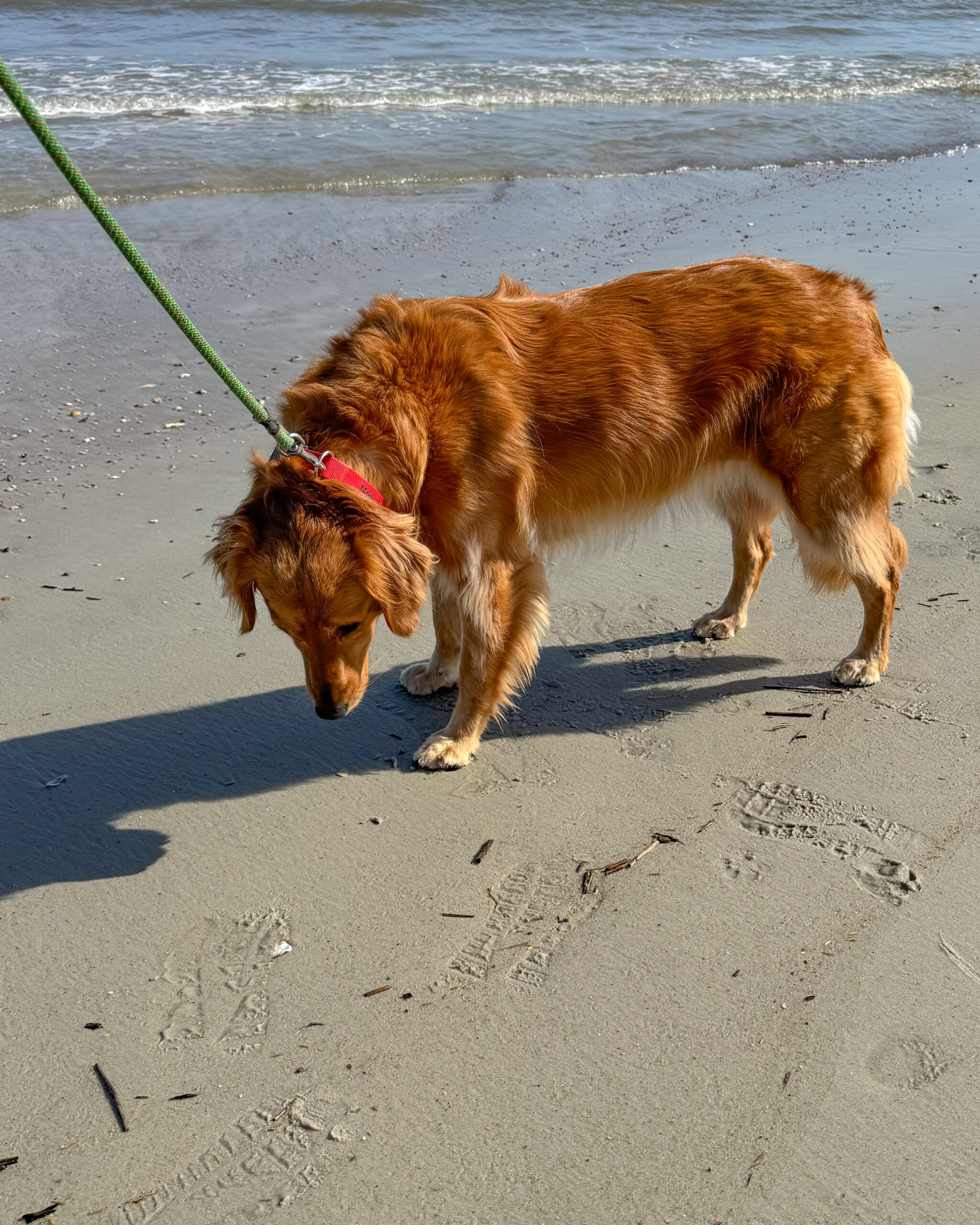 golden retriever dog, beach 4 artist reference photo