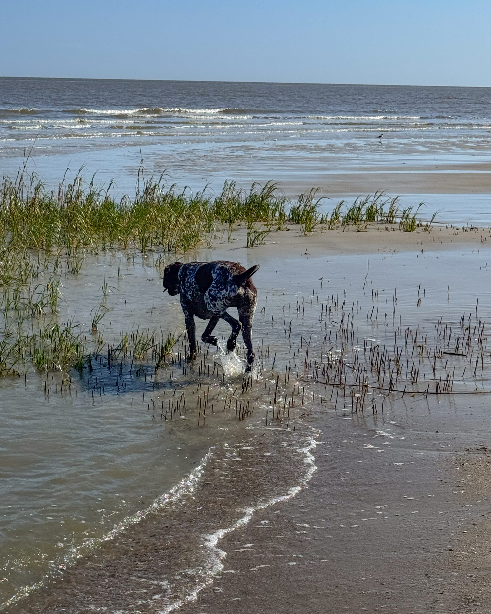 German shorthaired pointer on water, dog, beach artist reference photo