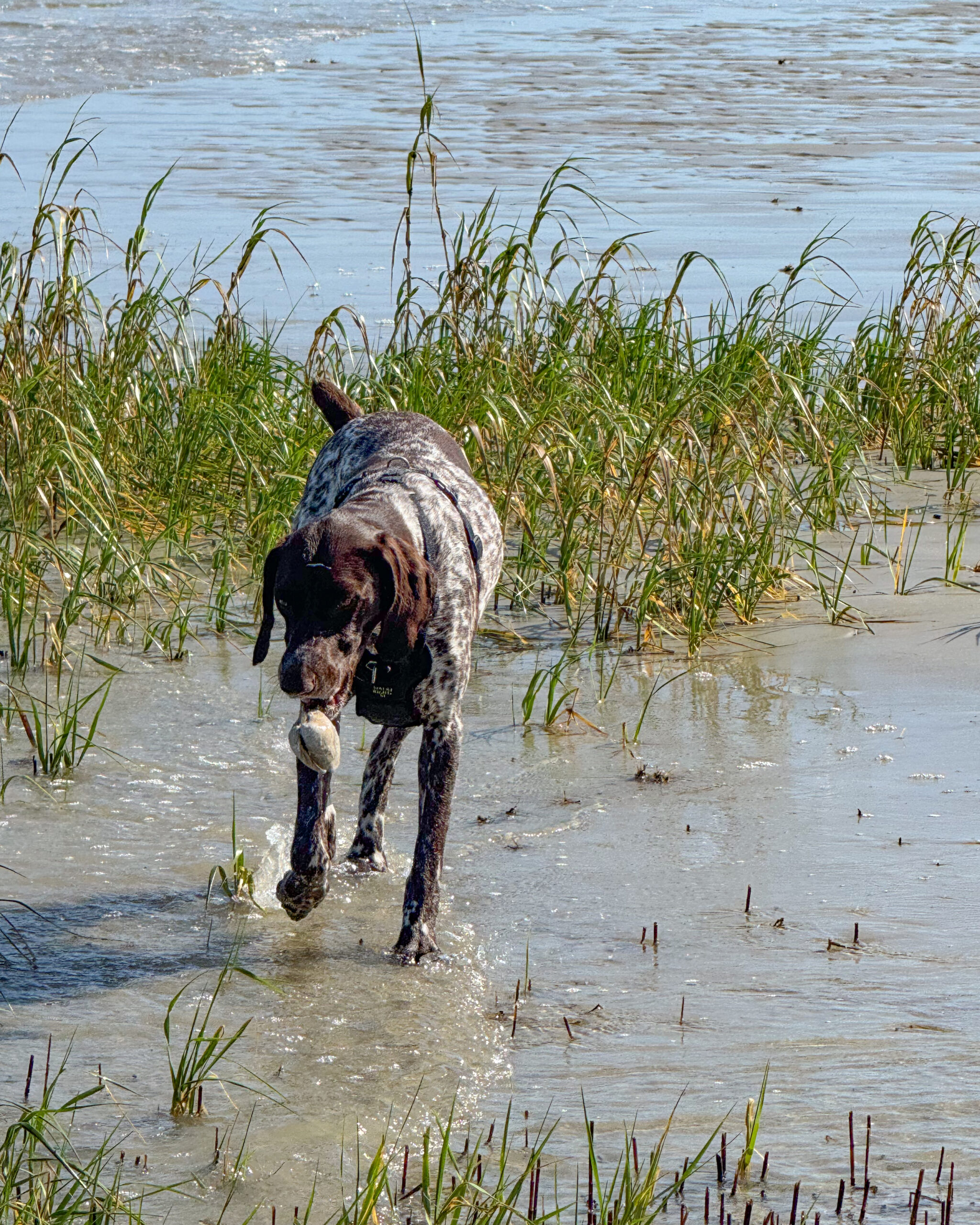 German shorthaired pointer dog on water, beach 2 artist reference photo