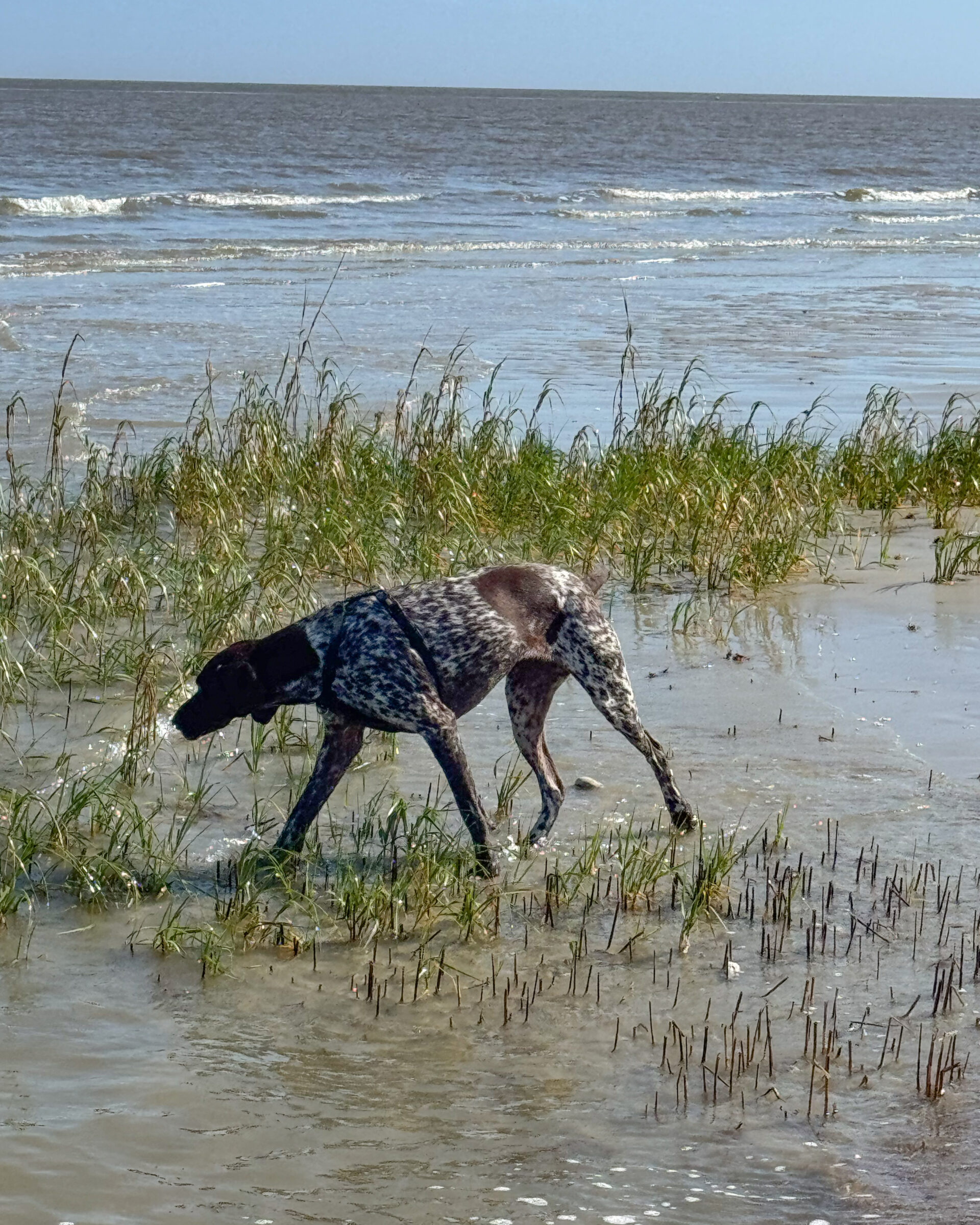 german-shorthaired-pointer-dog-on-water-beach-3