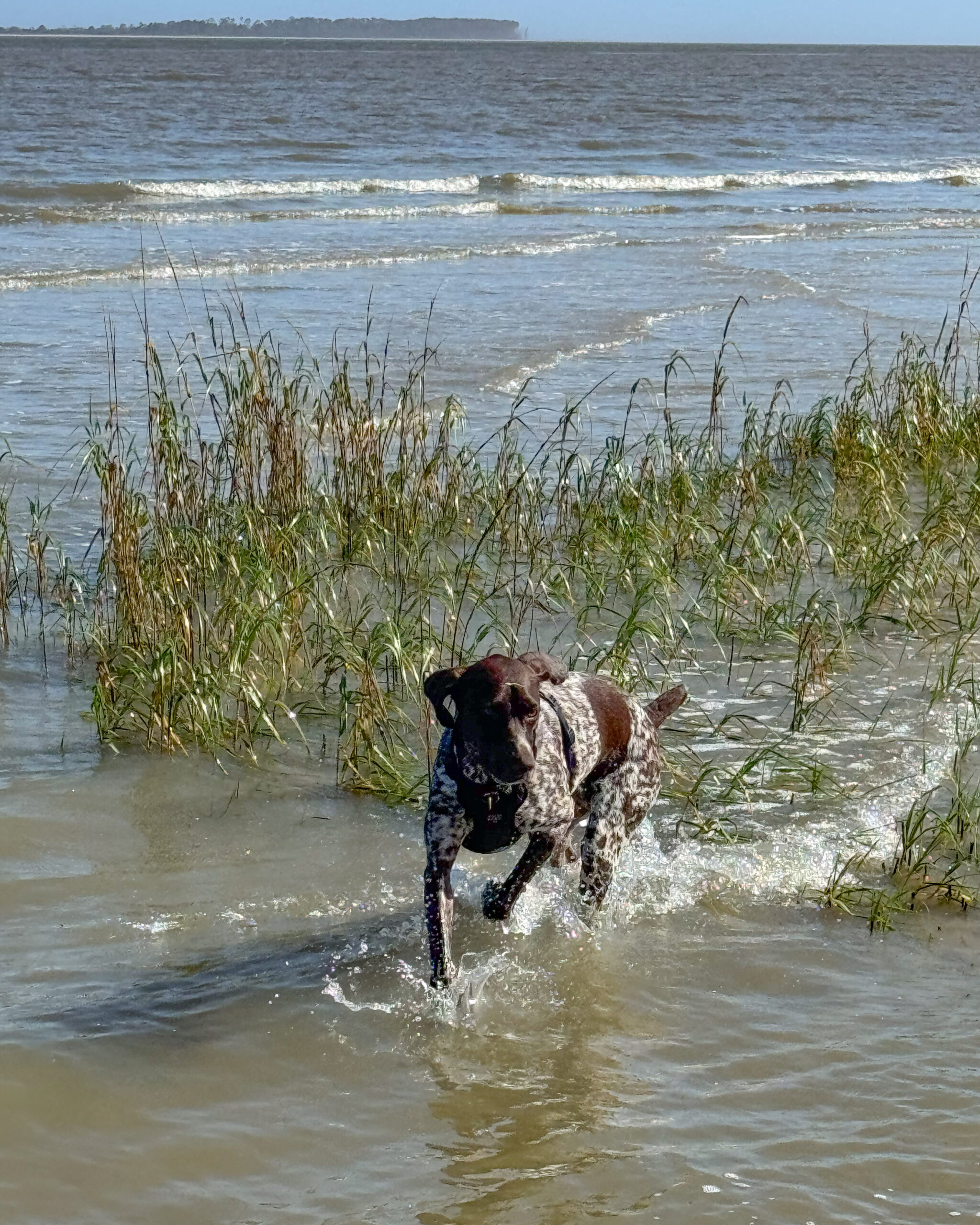 German shorthaired pointer dog on water, beach 4 artist reference photo