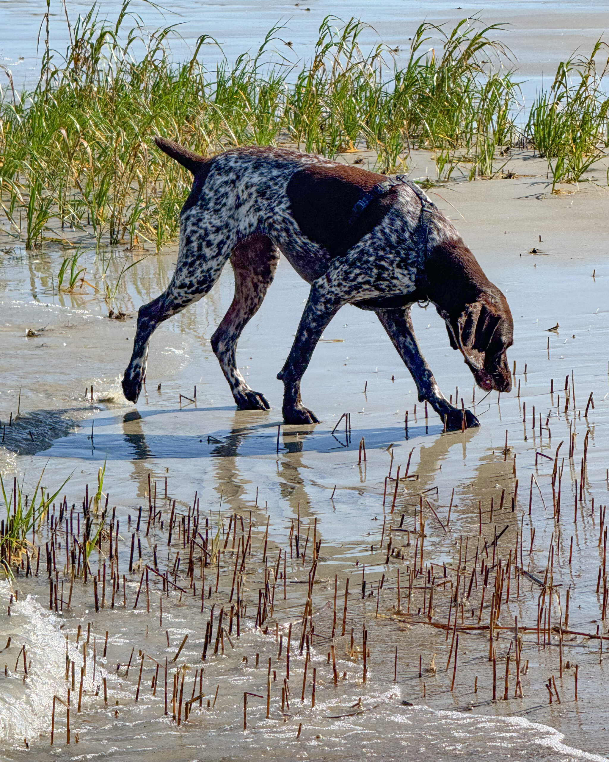 German shorthaired pointer dog on water, beach 5 artist reference photo