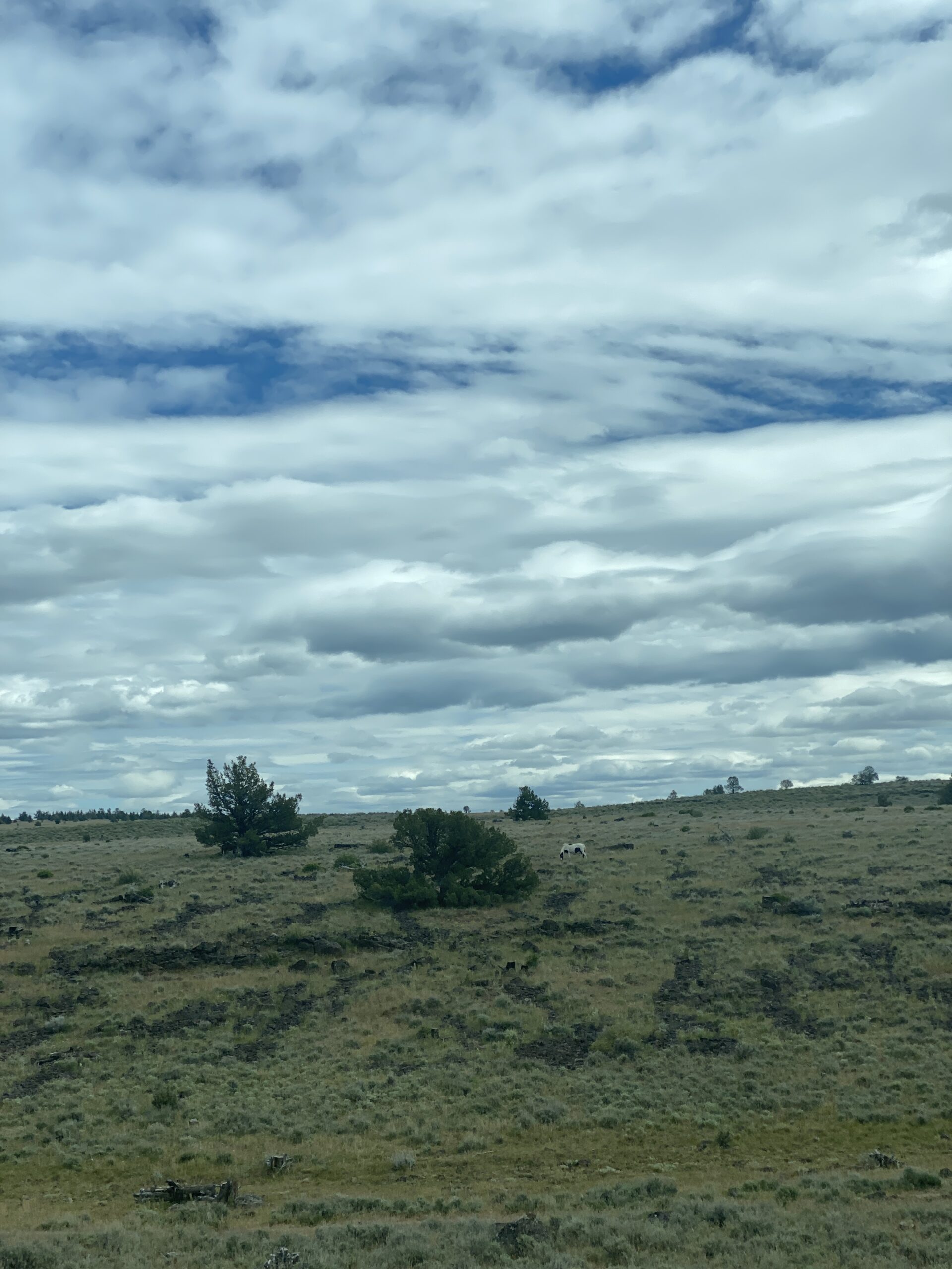Lone Horse Grazing on Rolling Hills Under Overcast Sky artist reference photo