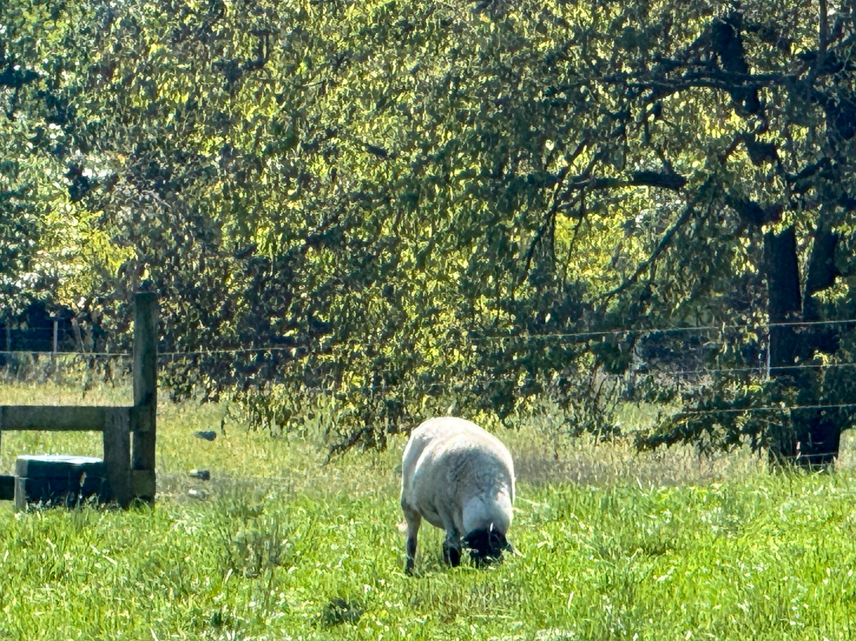 lone-sheep-grazing-in-green-meadow-with-tree-canopy-in-background