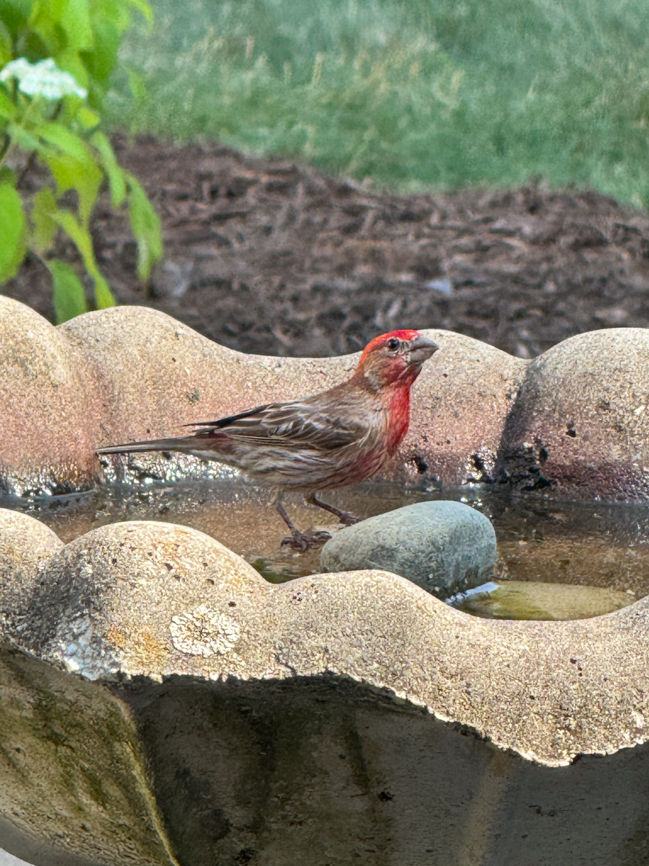 male-house-finch-drinking-from-stone-birdbath-red-plumed-bird-in-garden-royalty-free-reference-photo