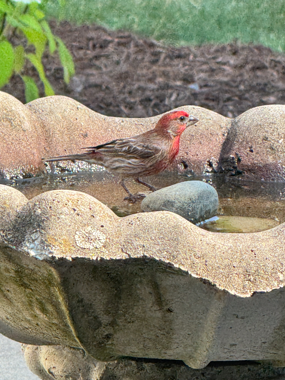 male-house-finch-resting-in-stone-birdbath-red-plumage-bird-in-garden-royalty-free-reference-photo