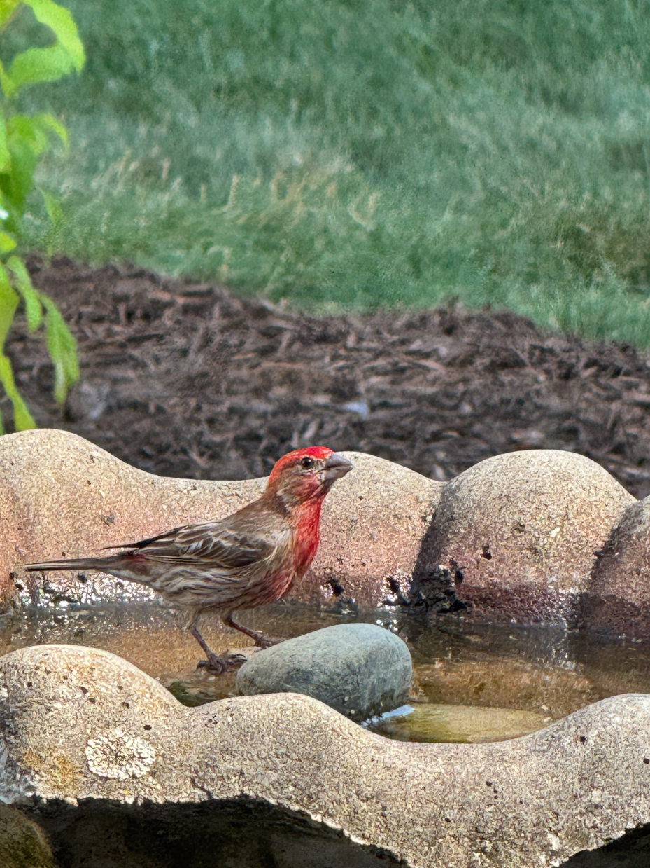 male-house-finch-in-birdbath-red-plumed-bird-resting-in-garden-with-hydrangeas