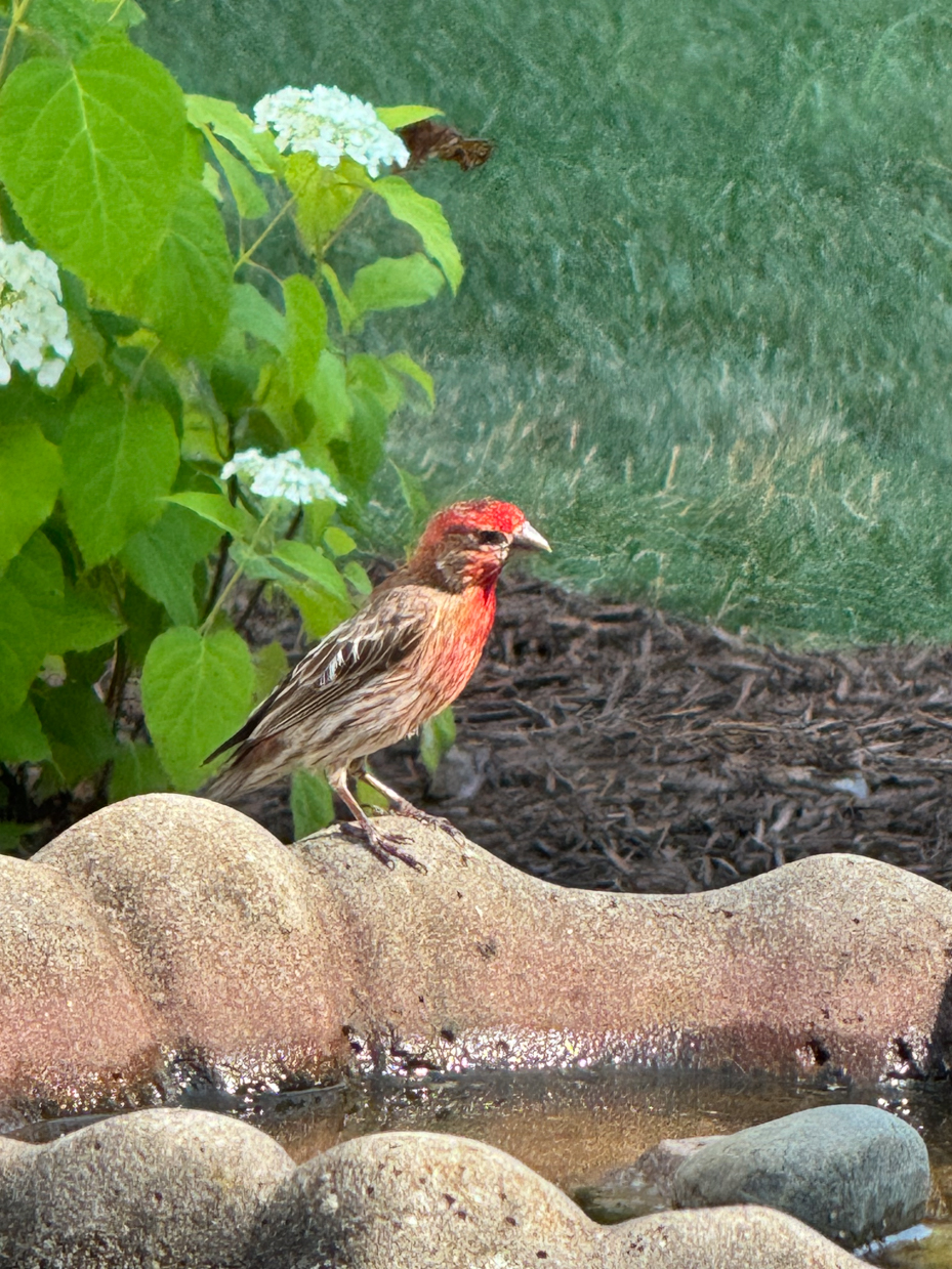 male-house-finch-on-birdbath-bright-red-plumage-in-garden-with-hydrangeasmale-house-finch-on-birdbath-bright-red-plumage-in-garden-with-hydrangeas