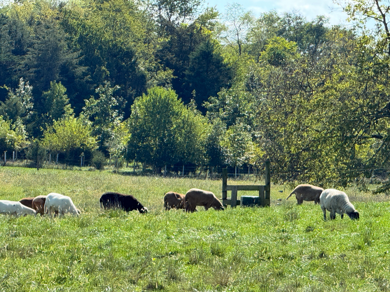 mixed-herd-of-sheep-and-goats-grazing-in-lush-green-pasture-with-forested-background