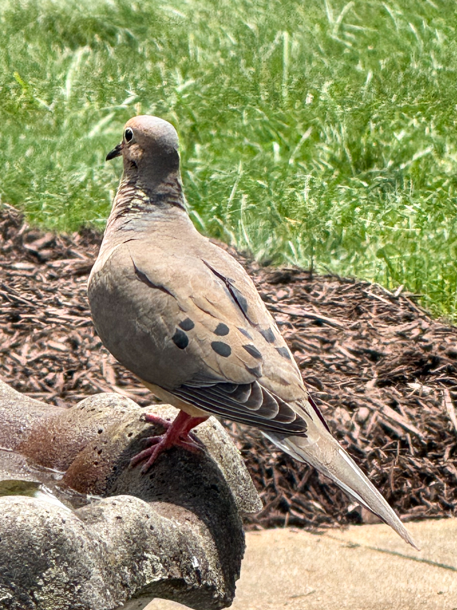 mourning-dove-bird-bath-artist-reference-photos