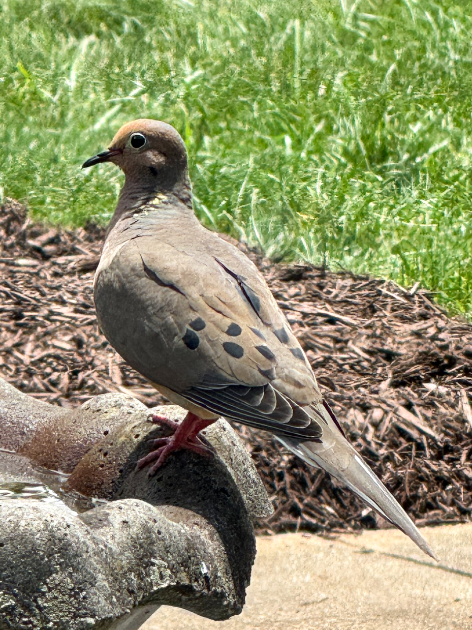 mourning-dove-bird-bath-artist-reference-photos