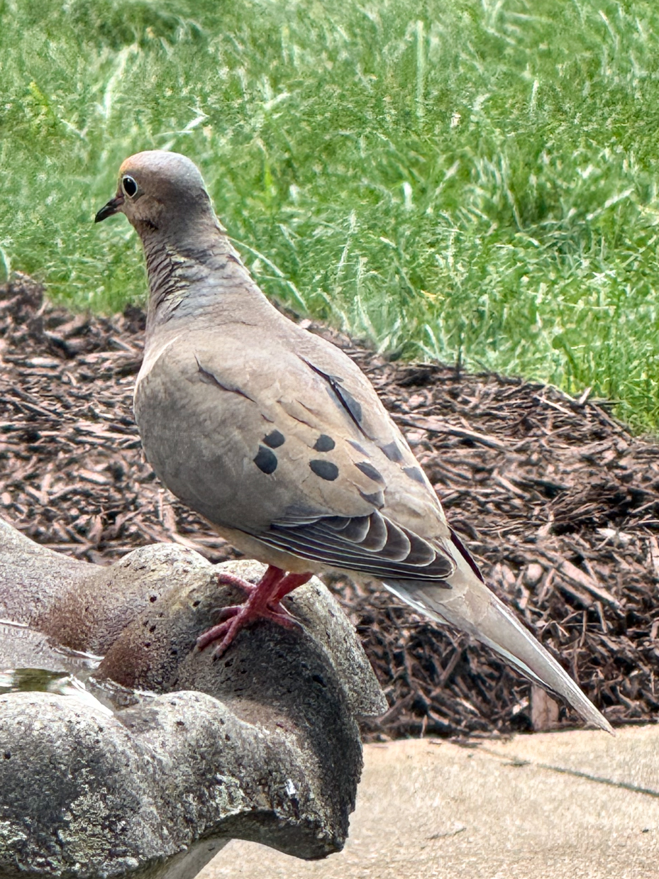 mourning-dove-bird-bath-artist-reference-photos