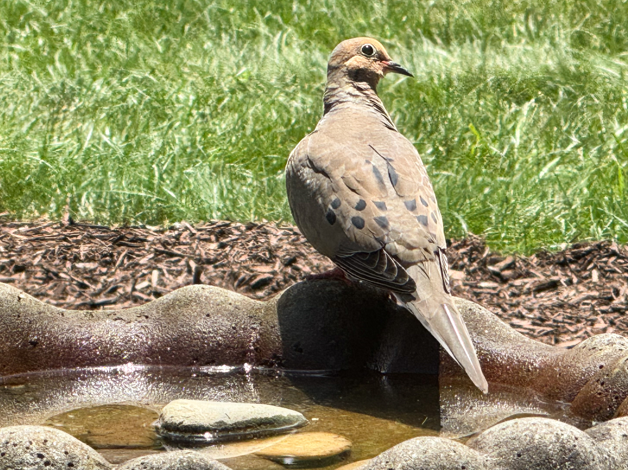 mourning-dove-bird-bath-artist-reference-photos