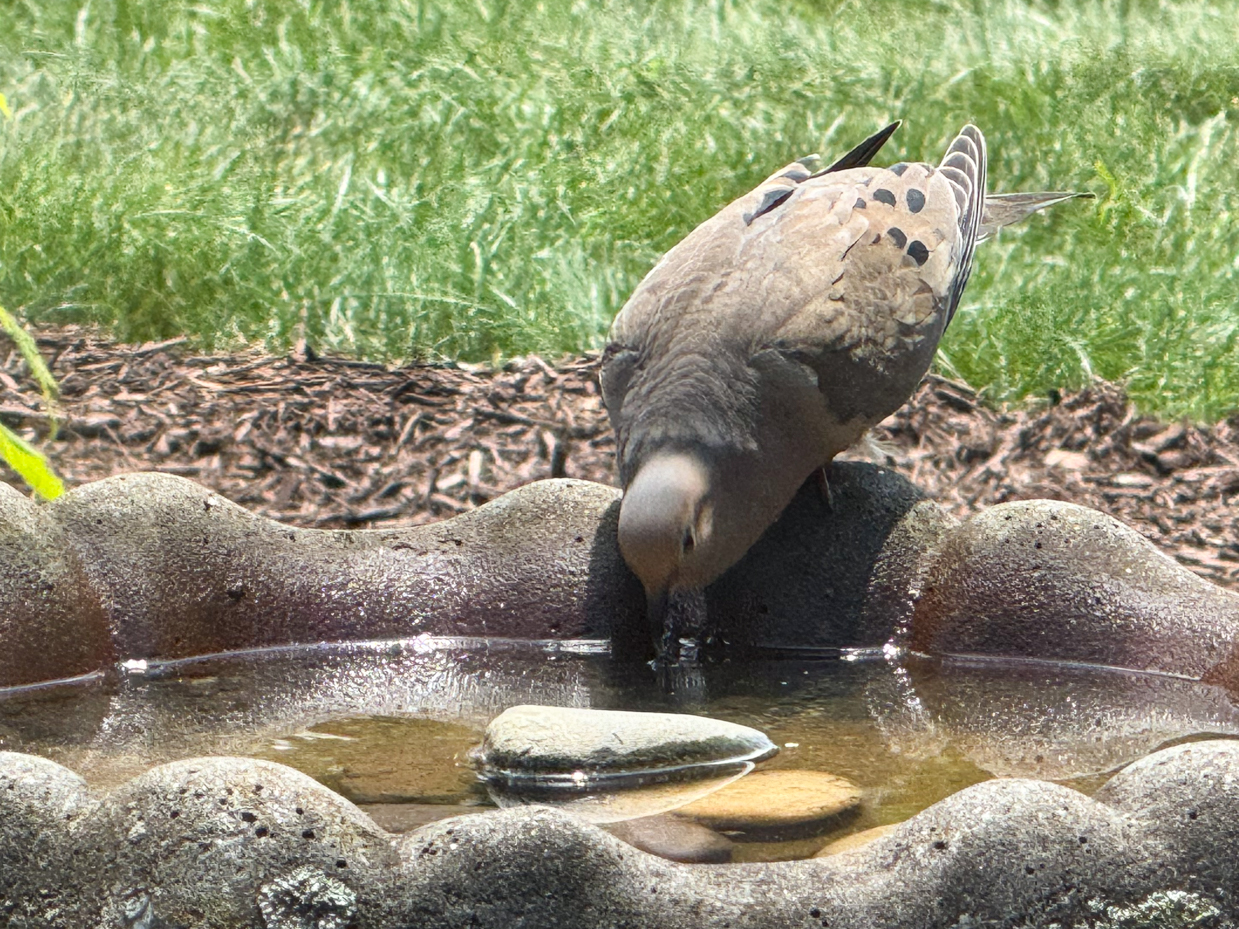 mourning-dove-drinking-bird-bath-artist-reference-photos