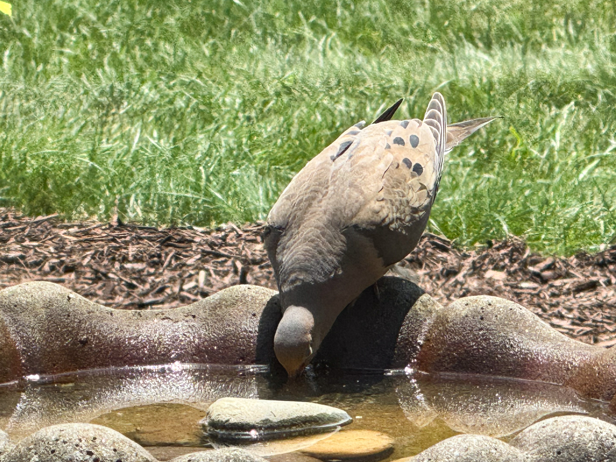 mourning-dove-drinking-water-in-bird-bath-artist-reference-photos