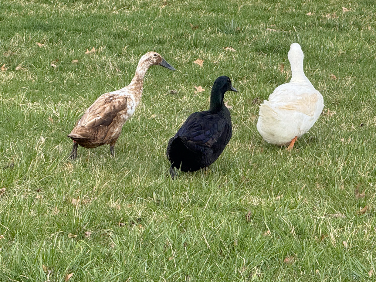 muscovy-ducks-trio-mottled-black-white-green-lawn