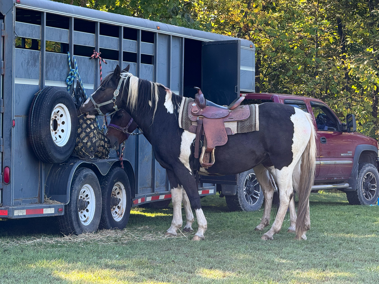 paint-horse-saddled-and-resting-by-trailer-red-pickup-truck-in-background