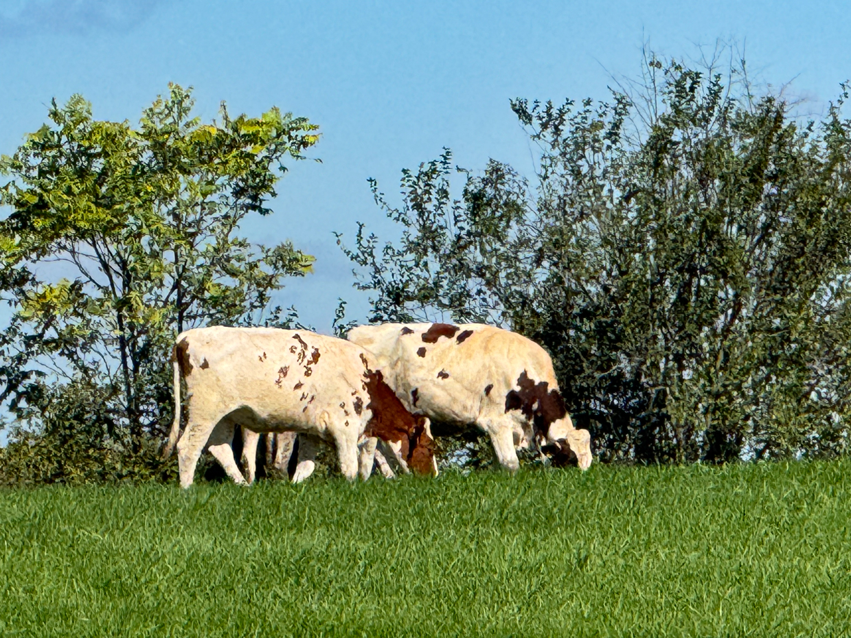 pair-of-brown-and-white-holstein-cows-grazing-in-green-field-with-trees-and-clear-blue-sky