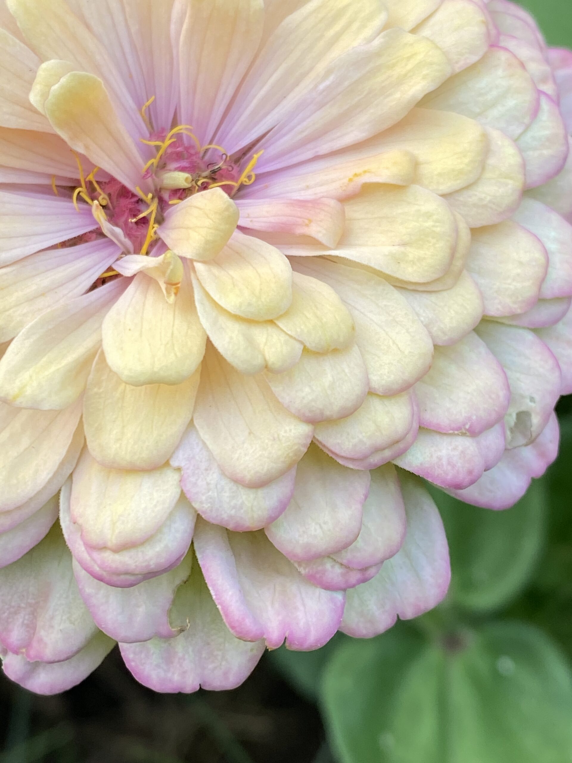 pastel-pink-and-white-zinnia-flower-closeup