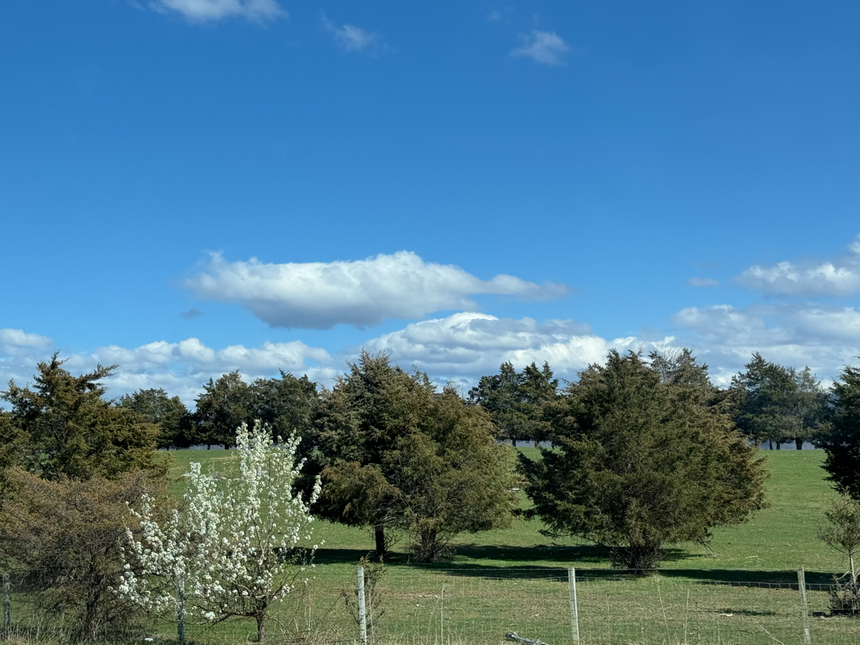 pastoral-landscape-blue-sky-white-clouds-green-field-evergreen-trees-blooming-bush-rural-countryside-fenced-pasture-spring-season-tranquil-nature-scene-rolling-hills-distant-forest-royalty-free-artist