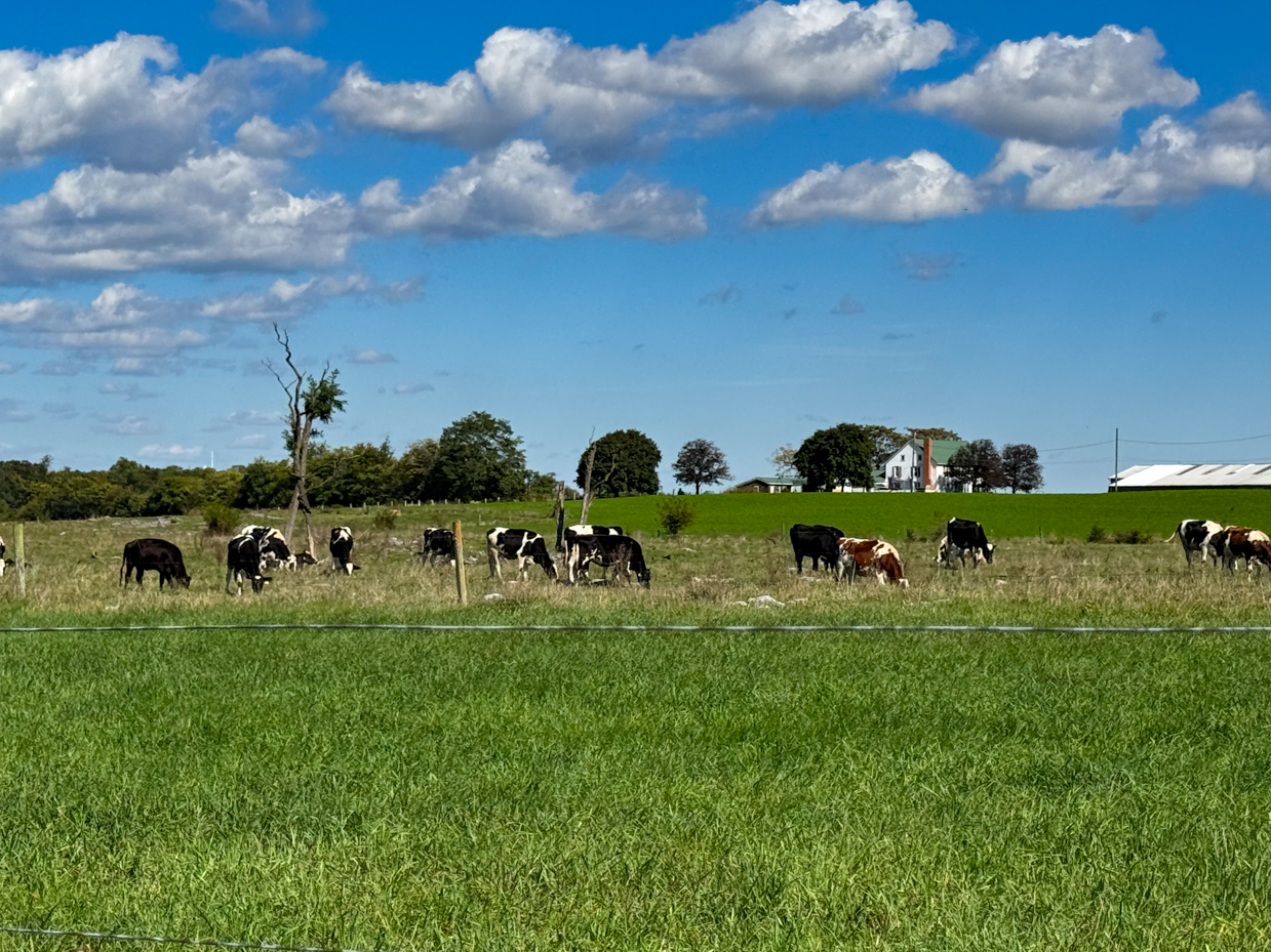 peaceful-pasture-scene-with-grazing-cows-under-blue-sky-and-fluffy-clouds