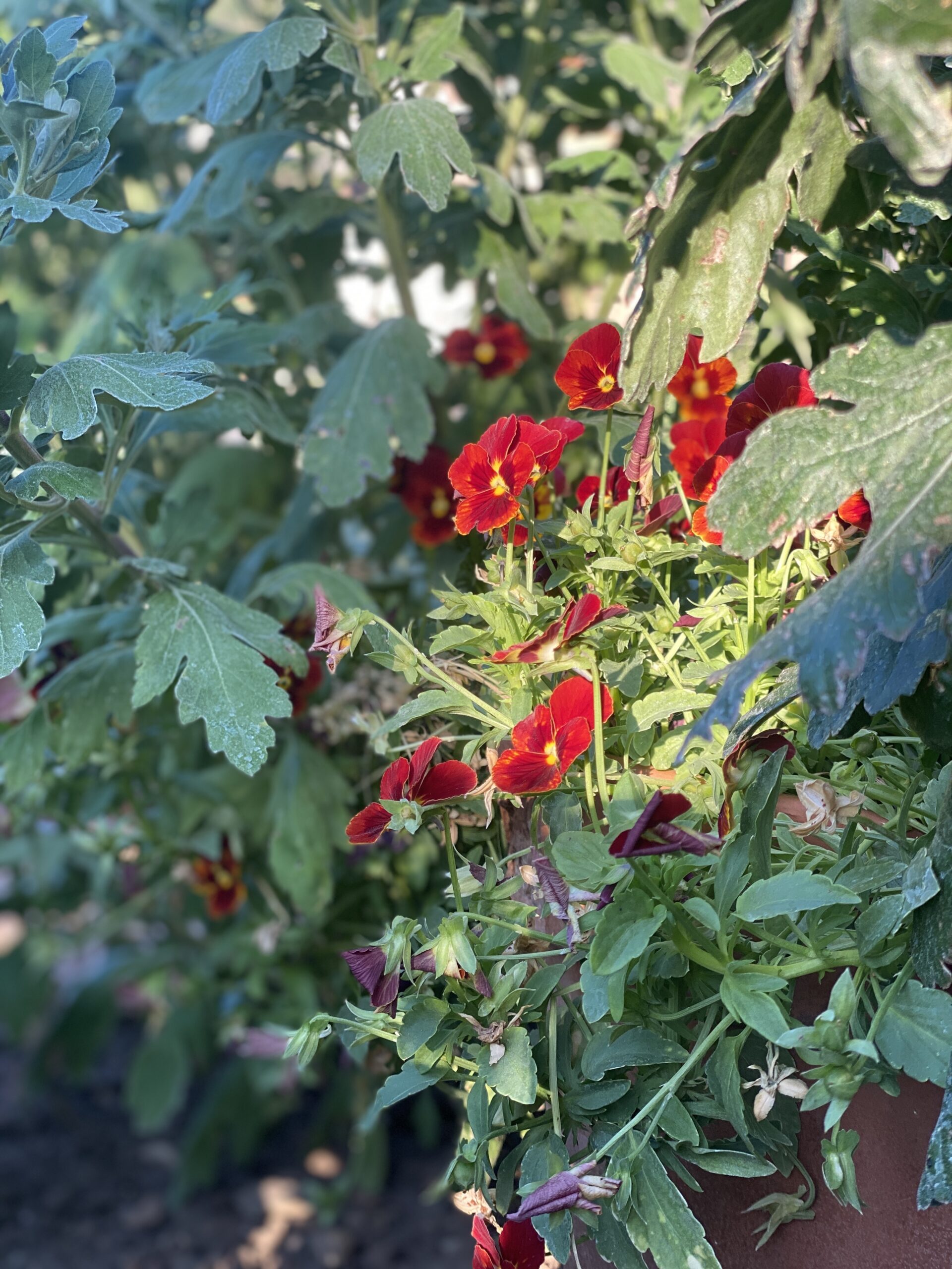 red-velvet-petunias-with-green-foliage