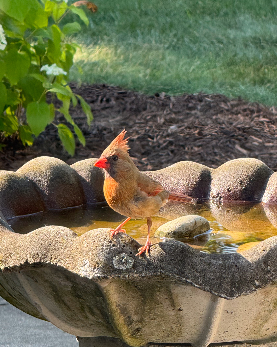 rusty-crested-female-cardinal-standing-on-edge-of-stone-birdbath-in-bright-garden-royalty-free-reference-photo