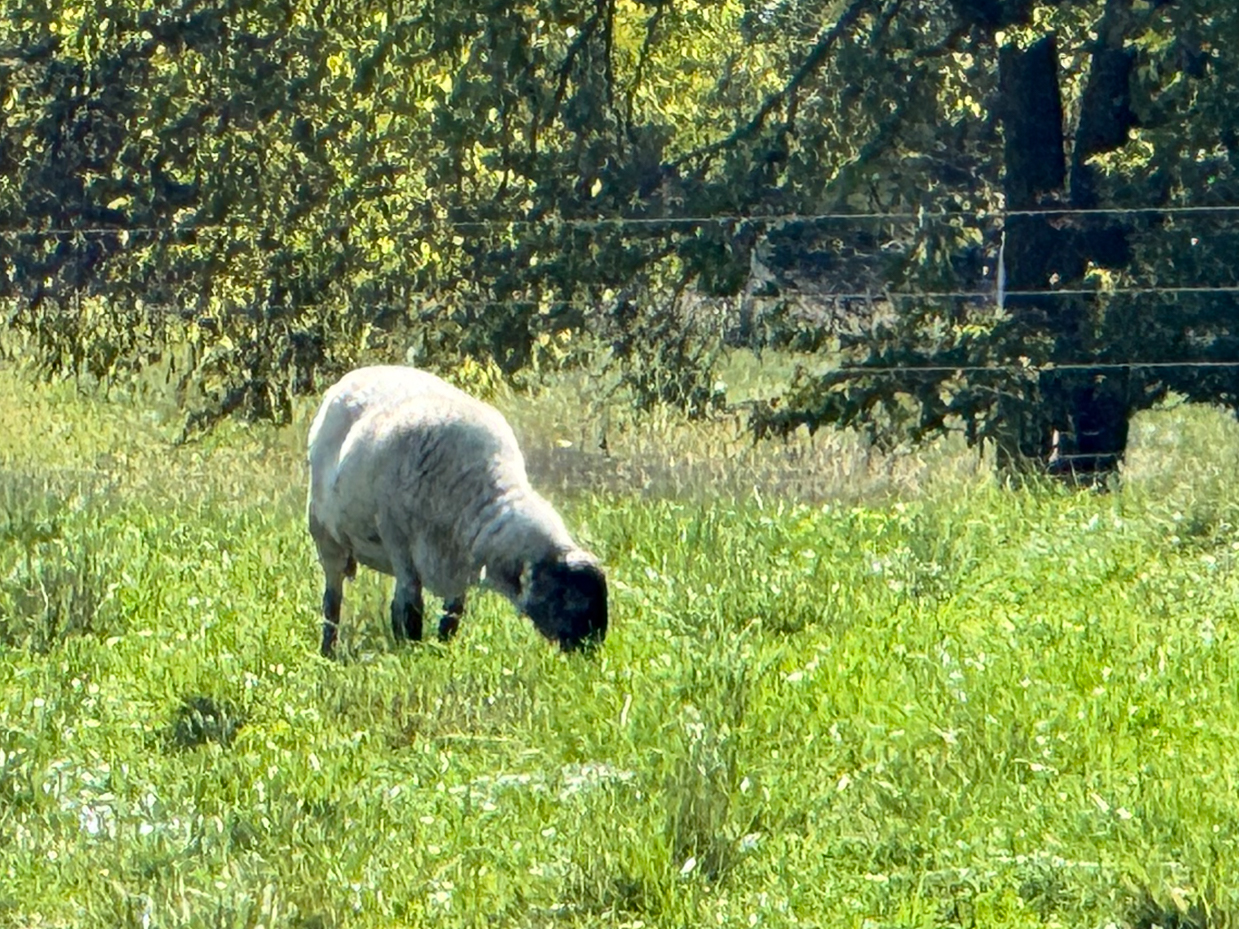 sheep-grazing-peacefully-in-green-pasture-with-shaded-trees-in-background