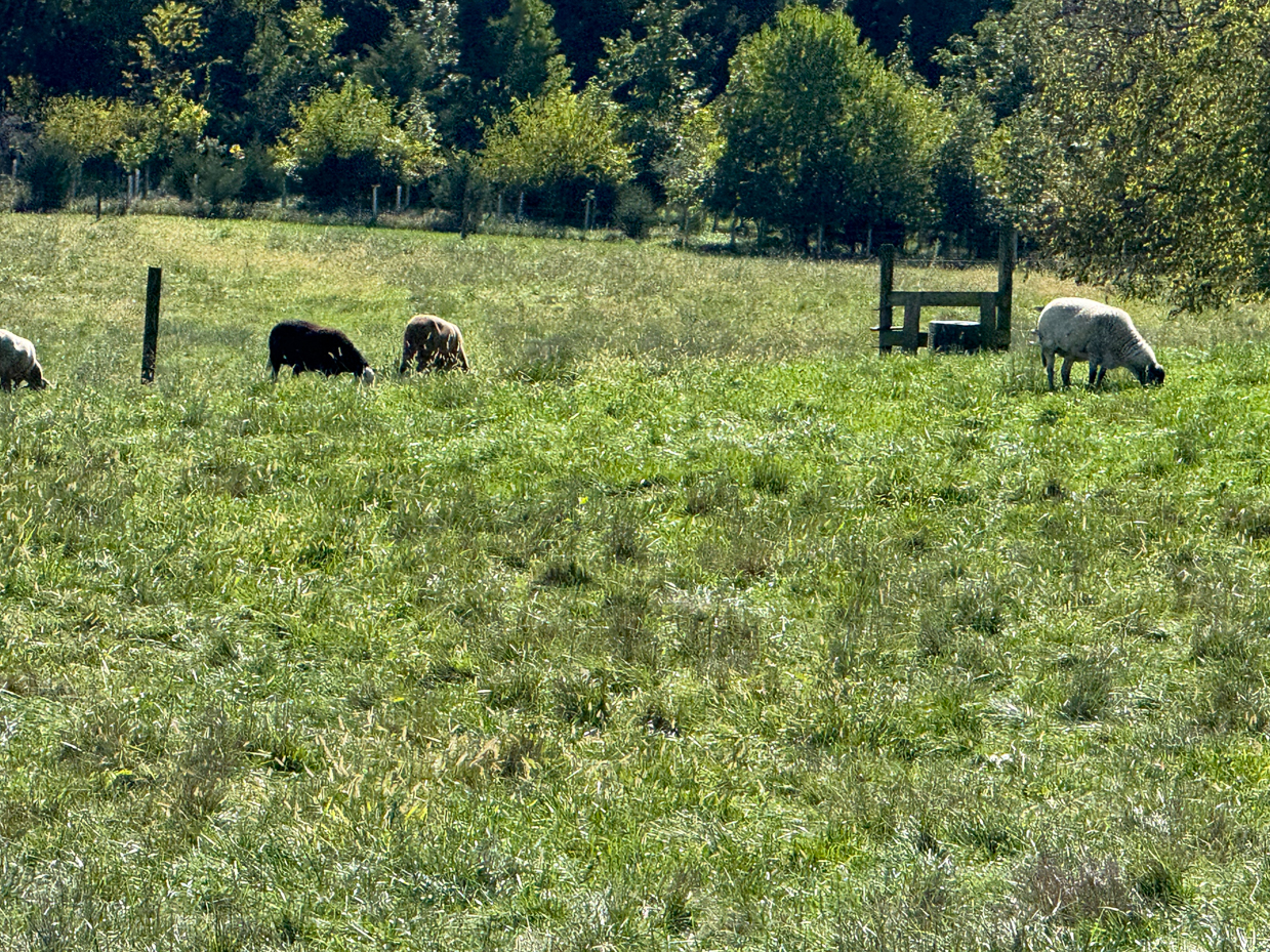 sheep-grazing-in-sunlit-meadow-with-water-trough-and-forested-background