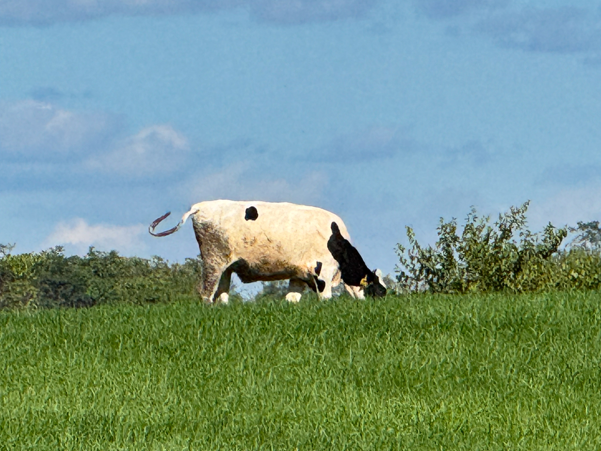 single-holstein-cow-grazing-alone-in-open-green-pasture-under-blue-sky