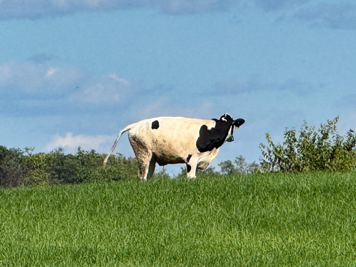 single-holstein-cow-standing-in-green-pasture-with-clear-blue-sky-and-light-clouds