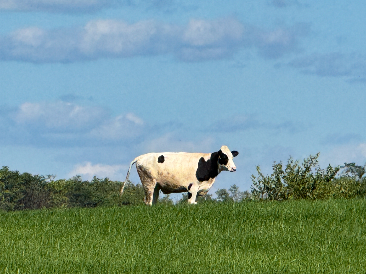 single-holstein-cow-standing-in-green-pasture-with-clear-blue-sky-and-light-clouds