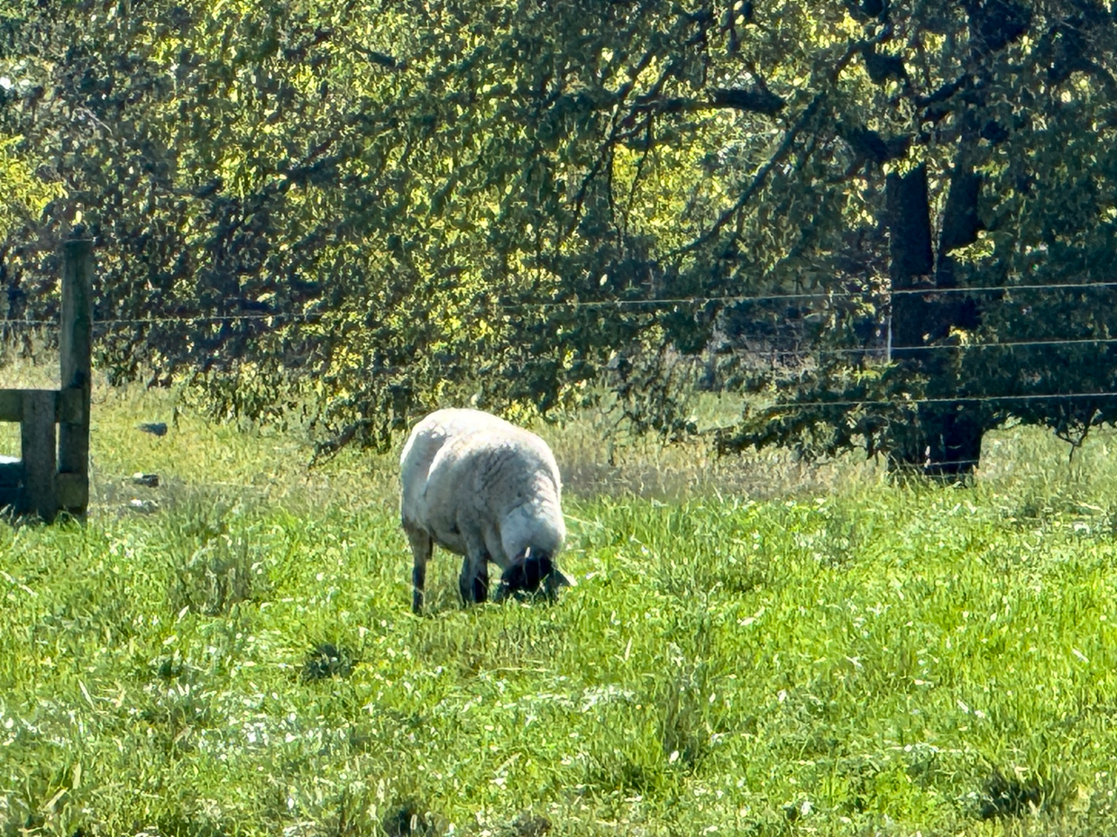 single-sheep-grazing-in-sunlit-pasture-with-trees-and-wooden-fence-in-background