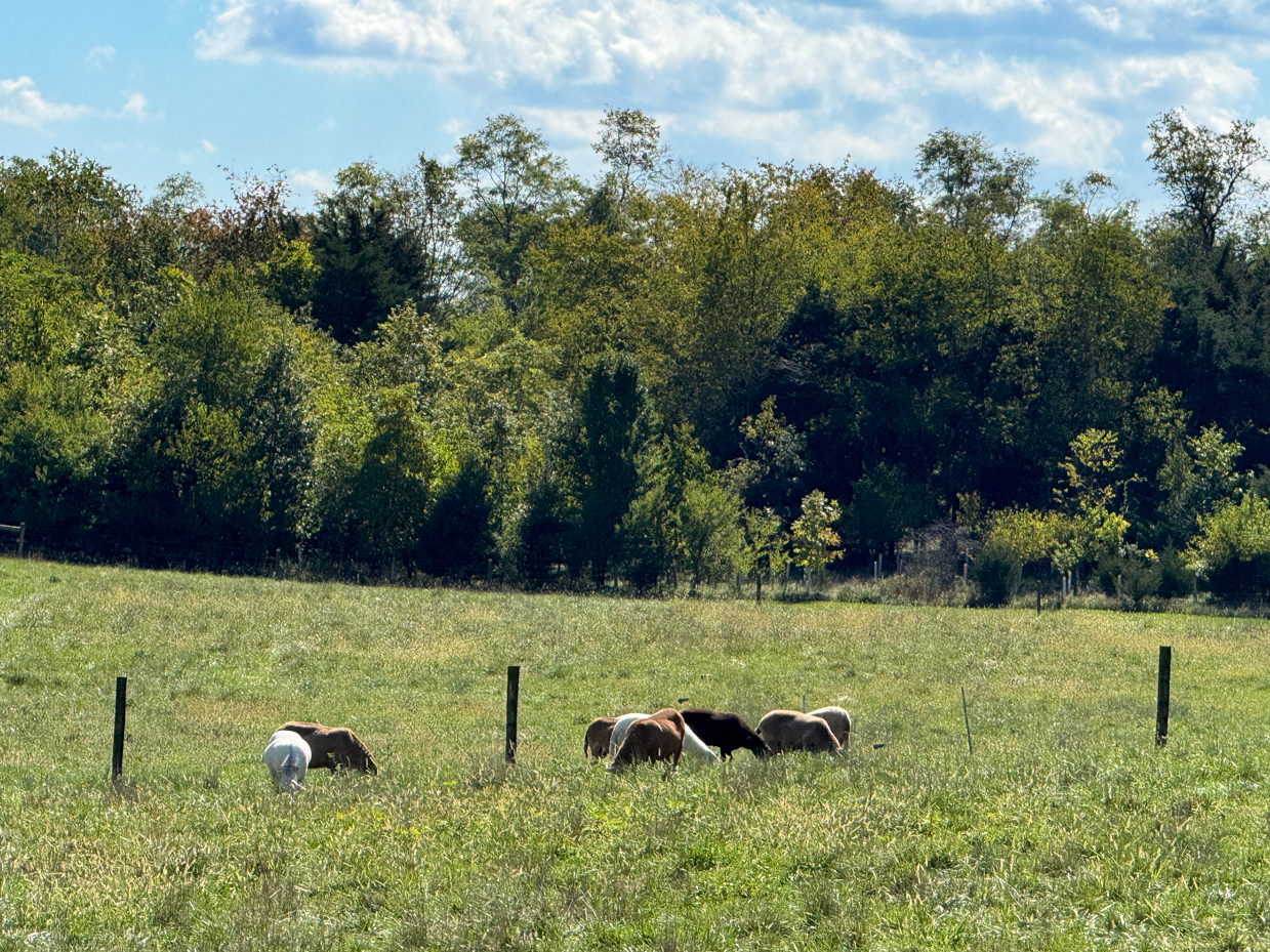 small-herd-of-sheep-grazing-in-open-pasture-with-forest-edge-and-blue-sky-background