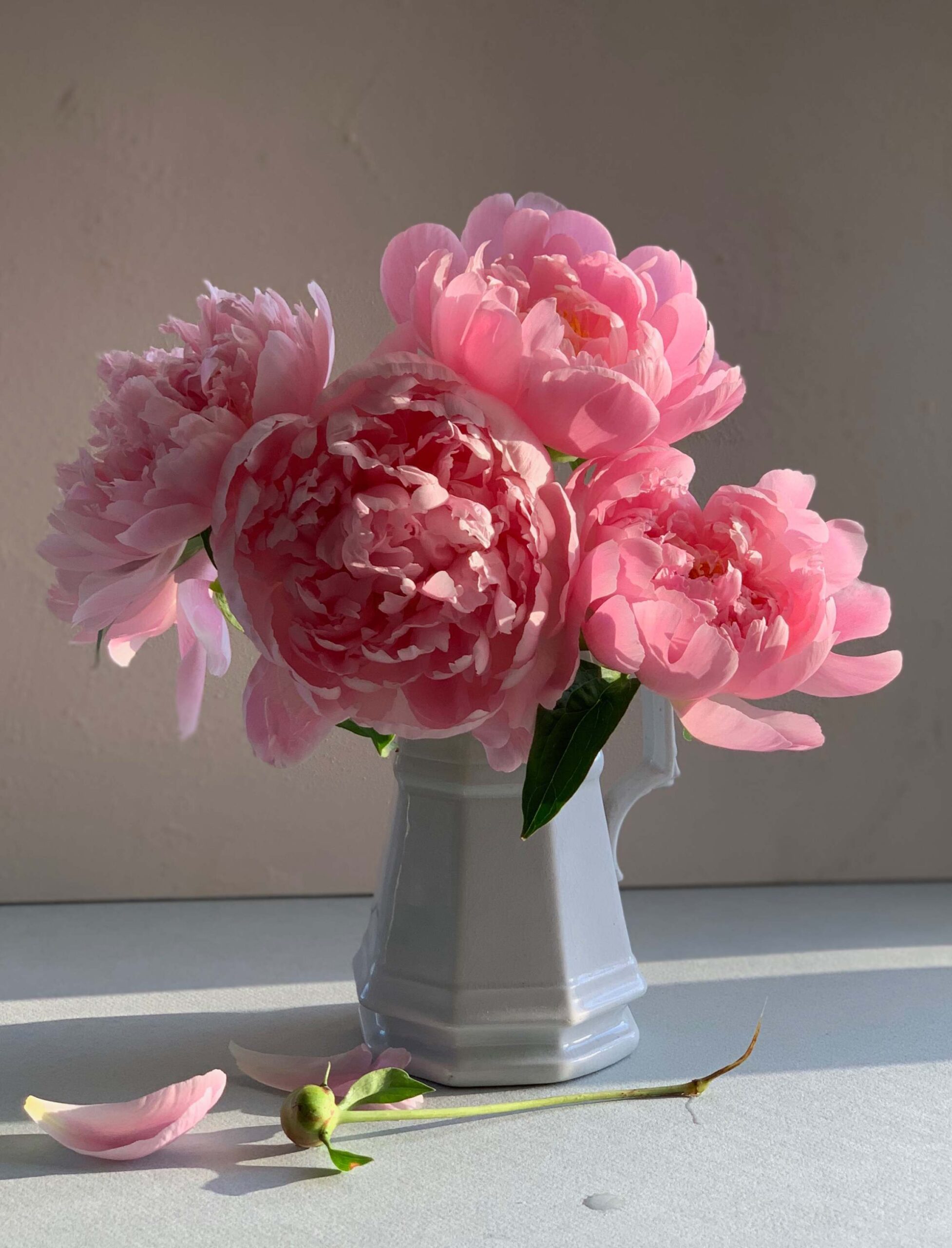 Soft Pink Peonies in White Vase Still Life Floral Photography artist reference photo