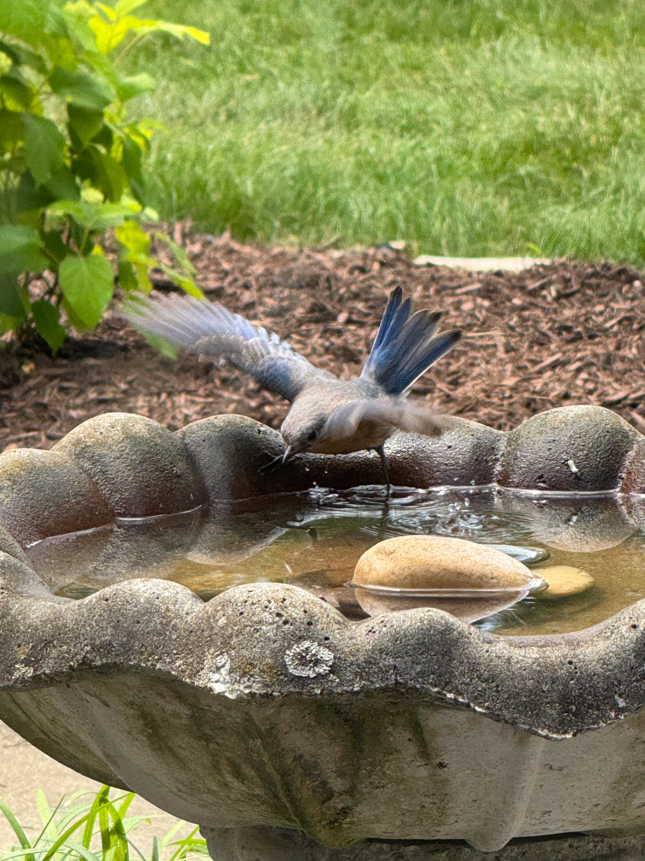 songbird-splashing-in-stone-filled-garden-birdbath