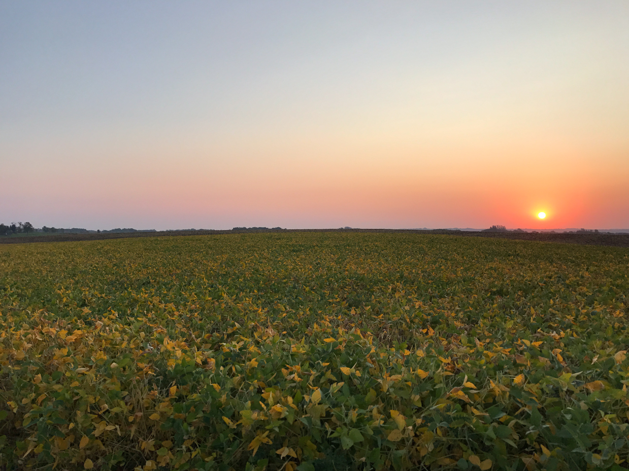 sunset-over-expansive-green-field-with-yellow-leaves-at-dusk-royalty-free-artist-reference-photo