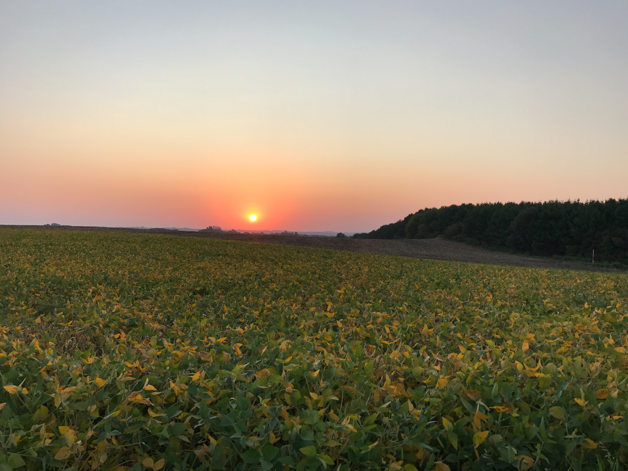 sunset-over-green-field-with-yellow-leaves-and-forest-trees-in-background-royalty-free-artist-reference-photo